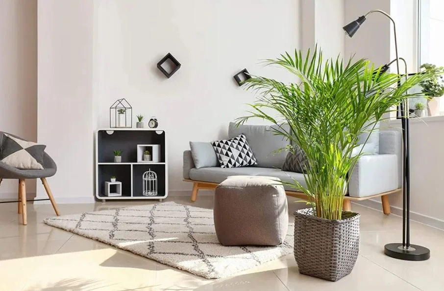 A bright living room features a grey sofa, a geometric pattern rug, a large potted palm plant, and a small black and white shelf.