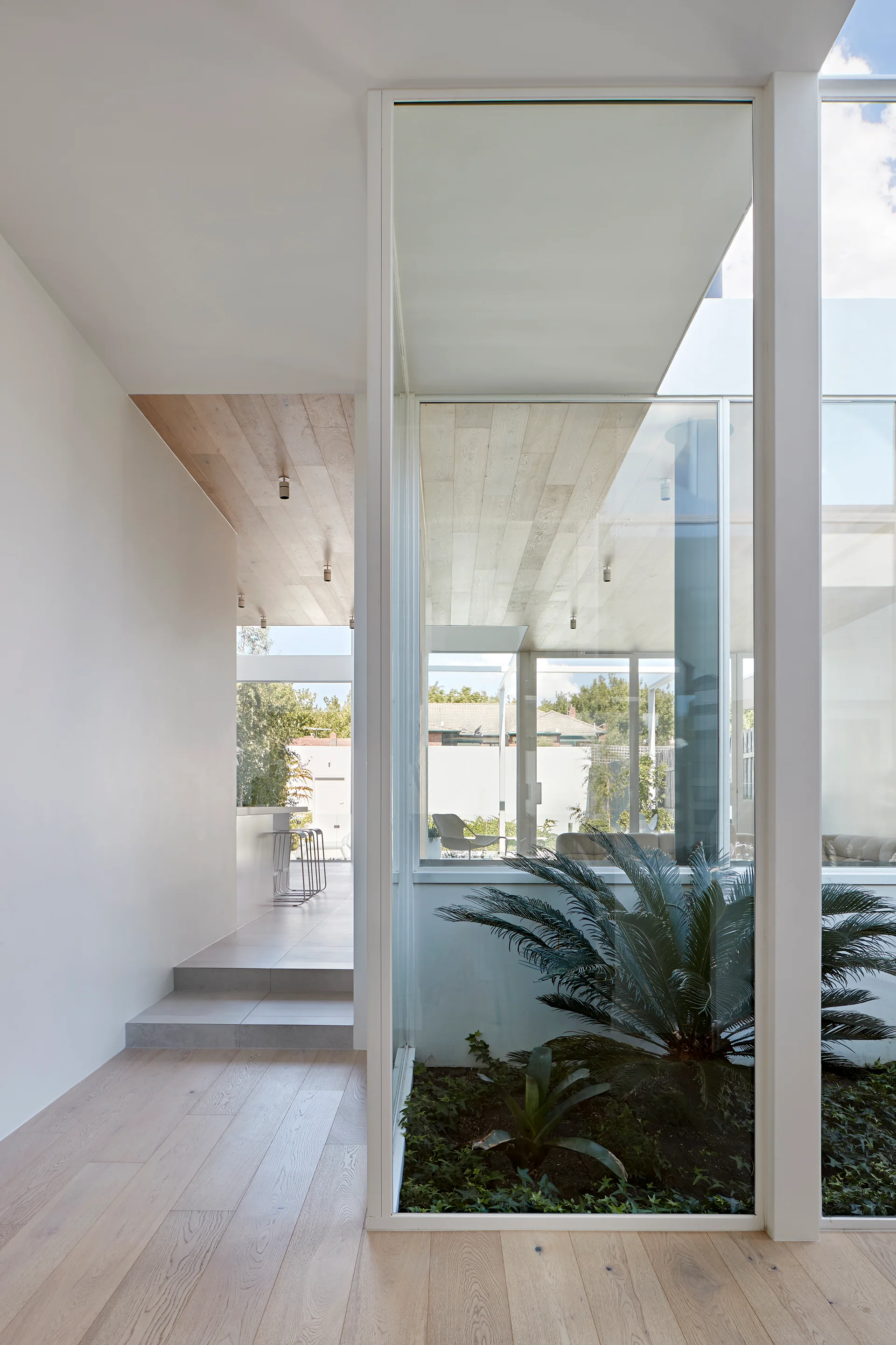 A modern white hallway features light wood floors, a wood plank ceiling, and a central glass-enclosed internal garden with green plants.