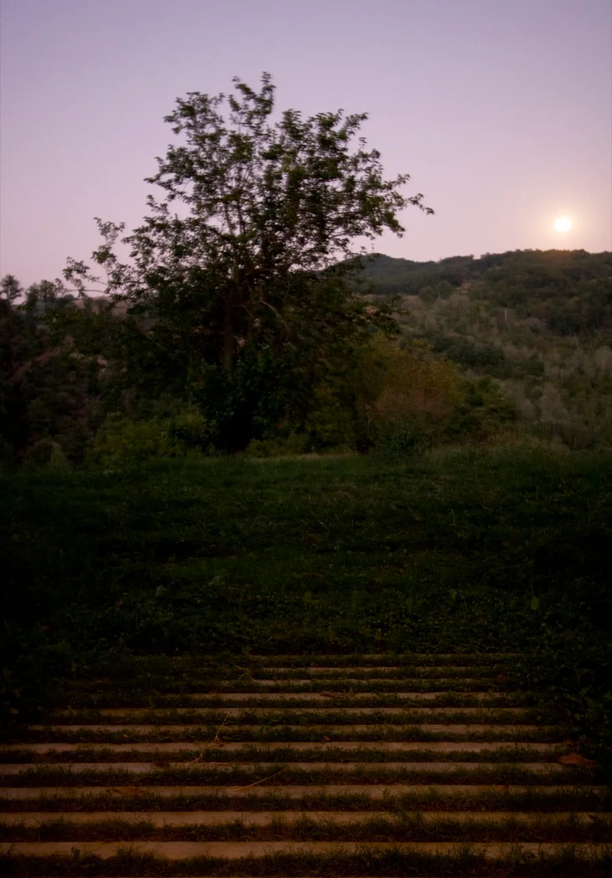 Low-profile concrete steps are set into a grassy hill leading toward a mature tree under a soft twilight sky and a rising moon.