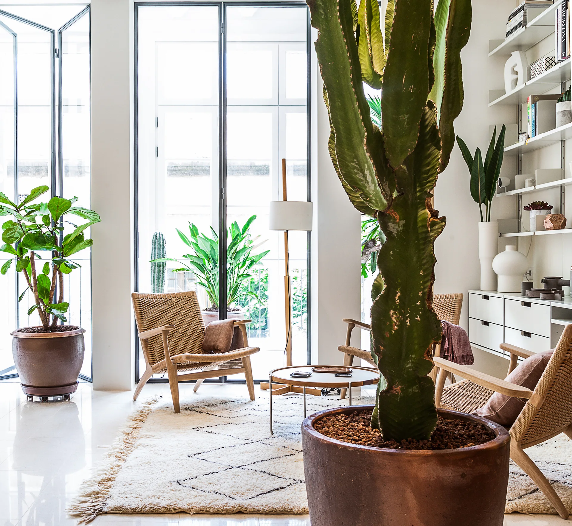 A bright minimalist living room features wooden armchairs with woven seats, a patterned shag rug, and a towering potted cactus.
