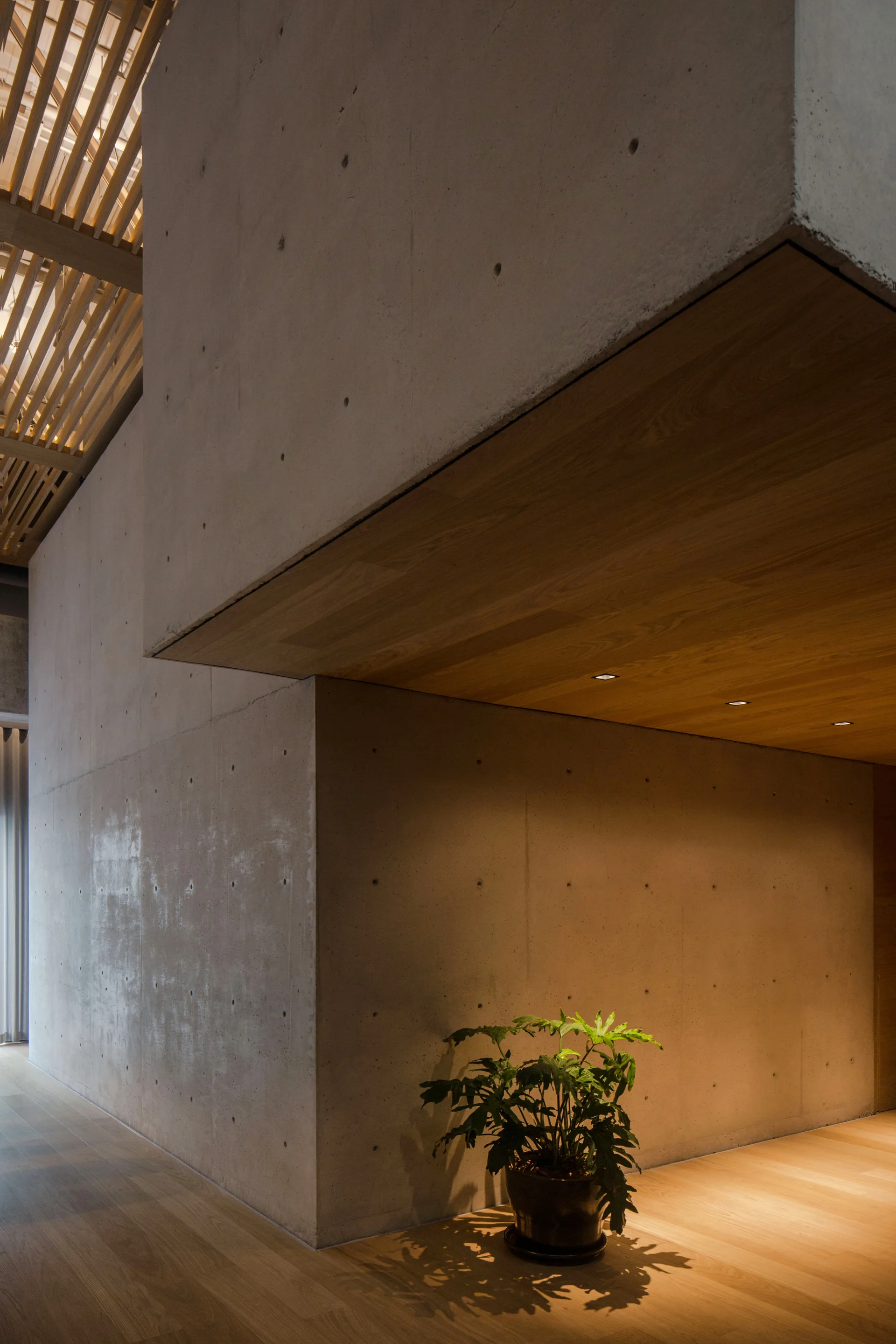 An interior hallway featuring smooth cast concrete walls, warm wood flooring, a wood paneled ceiling, and a green potted plant.