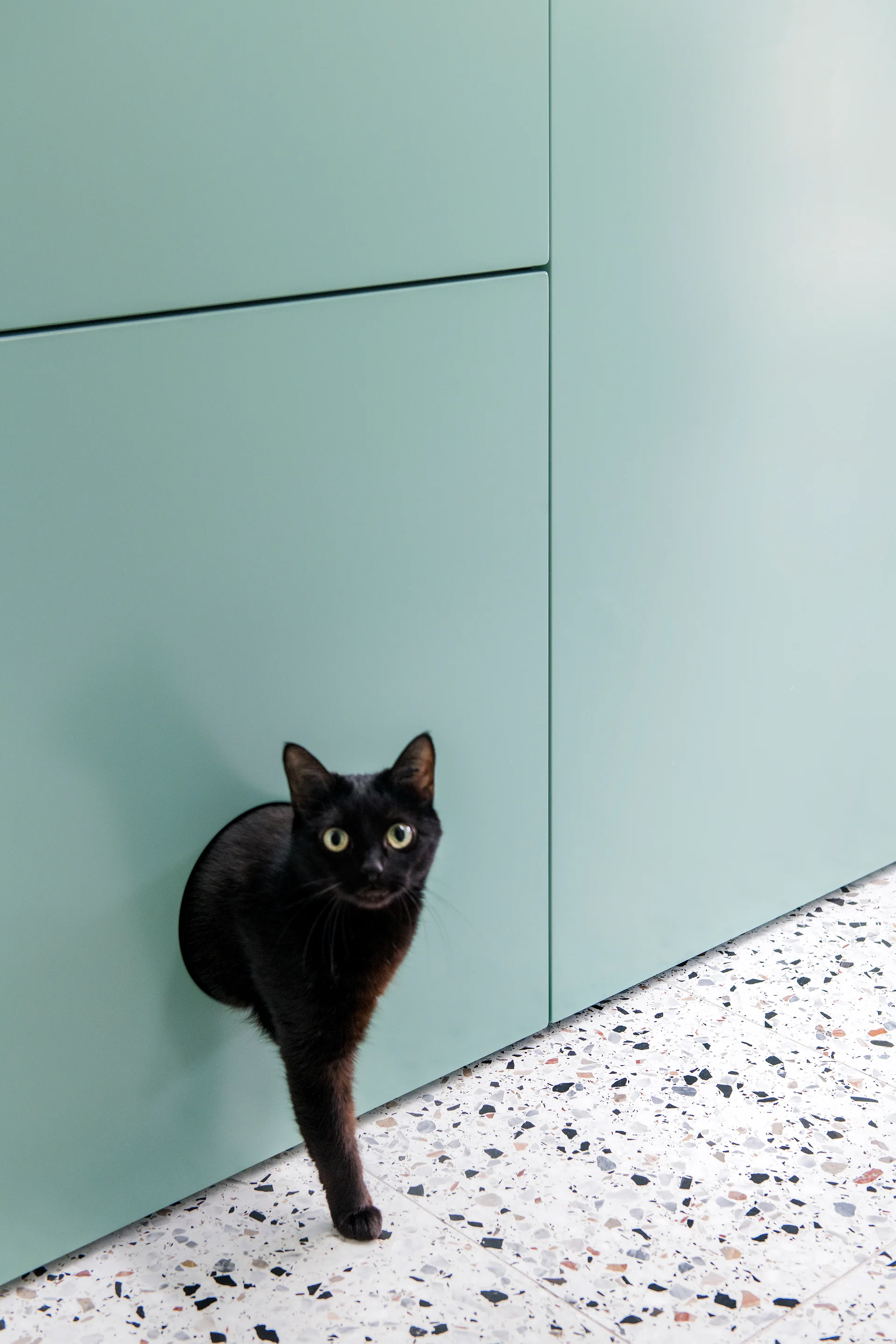 A black cat steps through a circular custom cutout in mint green kitchen cabinets above a speckled terrazzo tile floor.