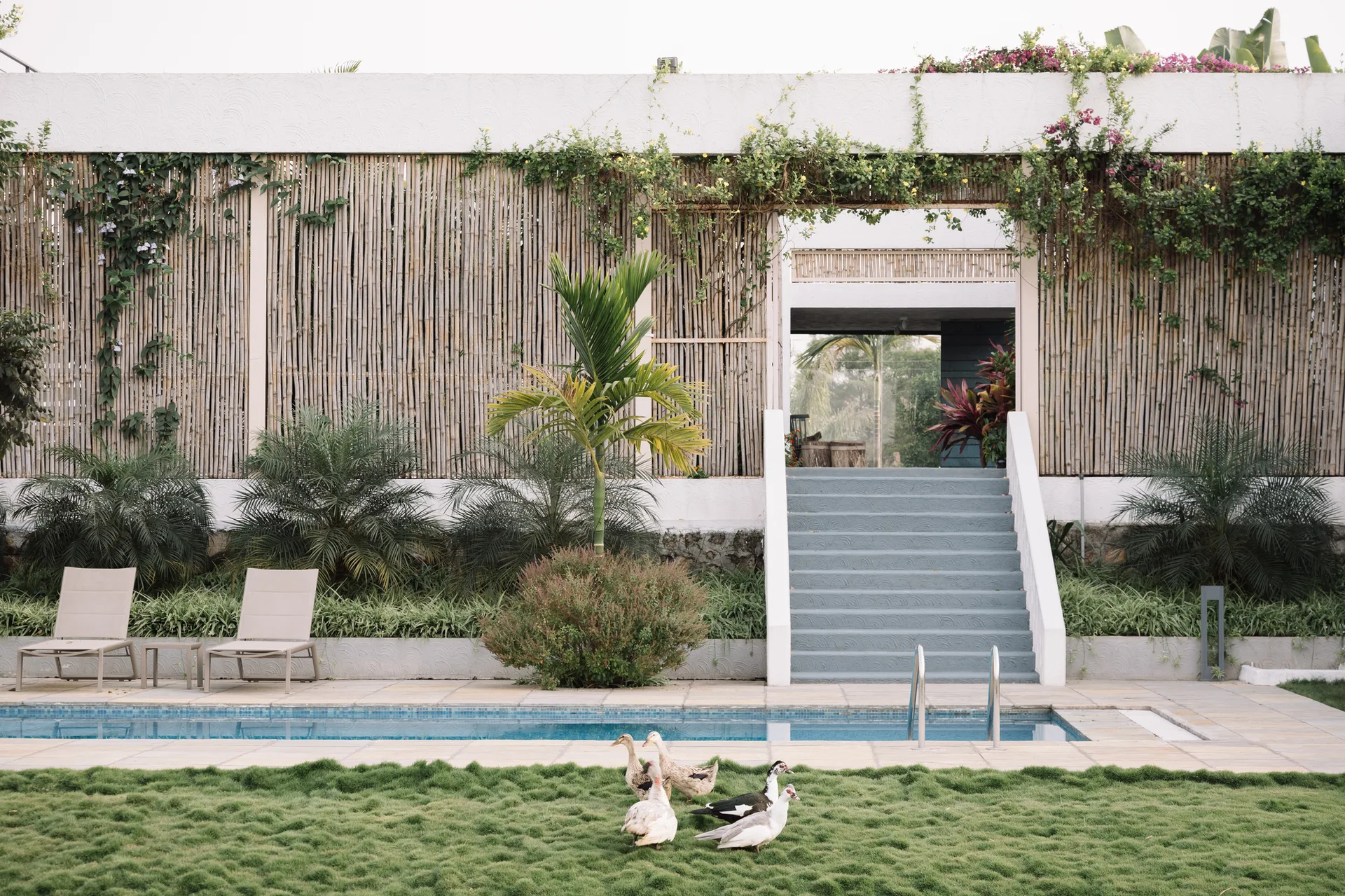 An outdoor swimming pool with lounge chairs sits before a large bamboo screen wall, green landscaping, and a concrete staircase.