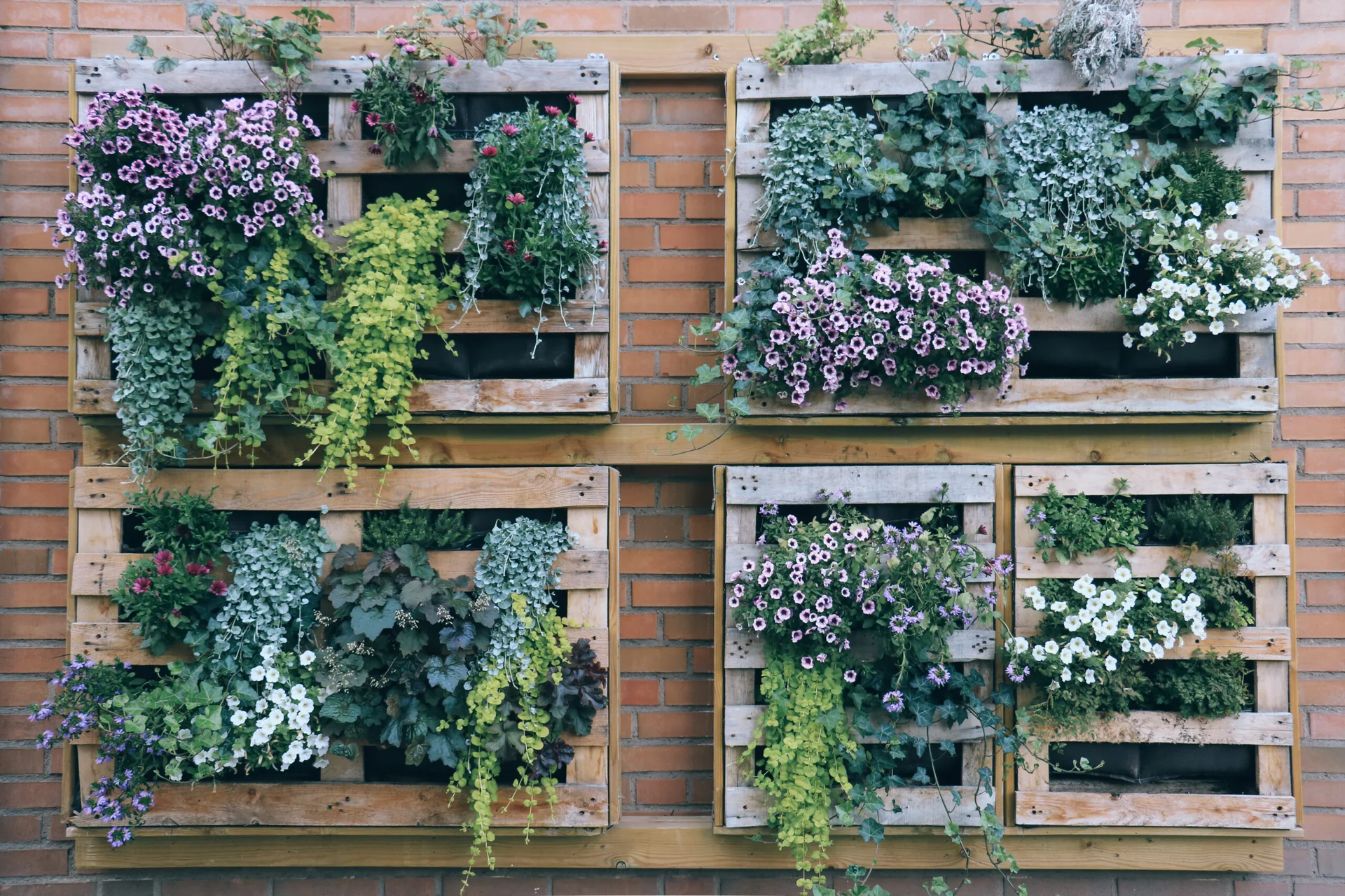 Four wooden pallets repurposed as vertical planters are mounted on a red brick wall, filled with pink flowers and cascading green foliage.