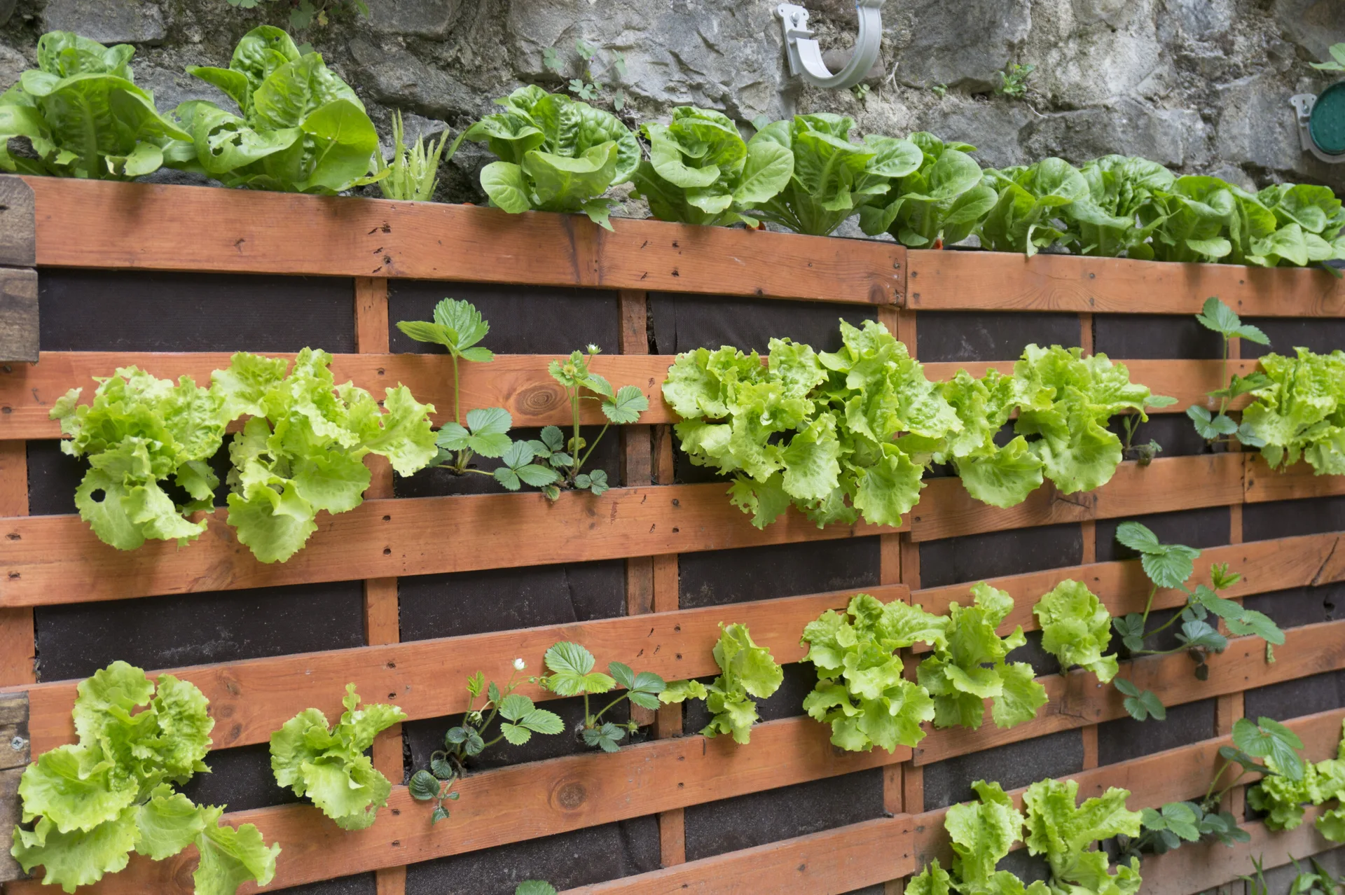 A vertical wooden pallet planter filled with rows of green lettuce and strawberry plants is mounted against a rough grey stone wall.