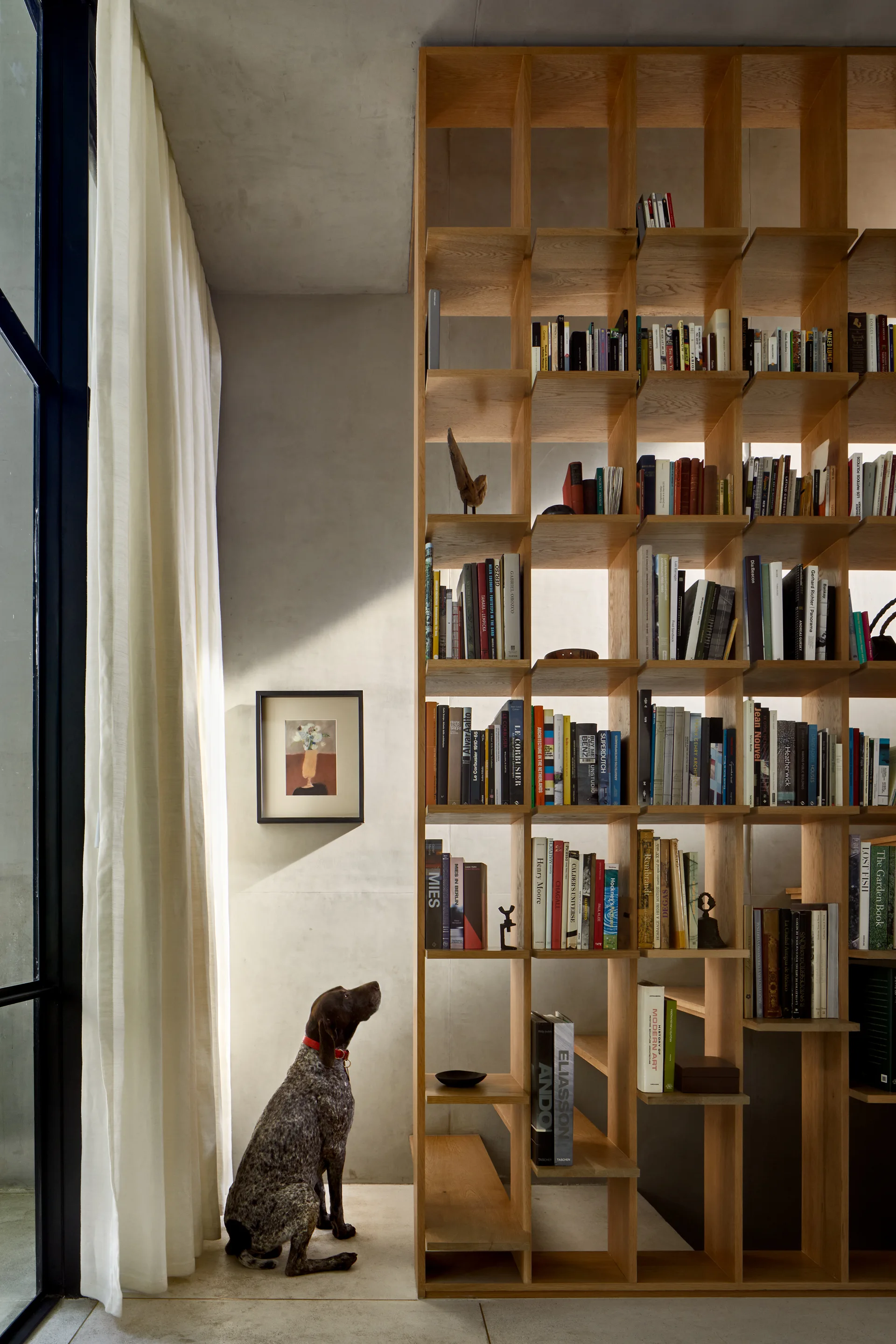 A floor-to-ceiling wooden grid bookshelf filled with books stands next to a concrete wall, a draped window, and a dog sitting on the floor.