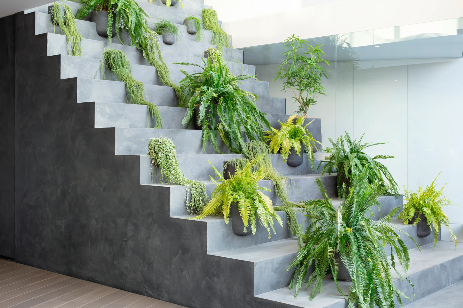 A grey concrete staircase is decorated with numerous dark pots containing green ferns and trailing plants next to a glass partition.