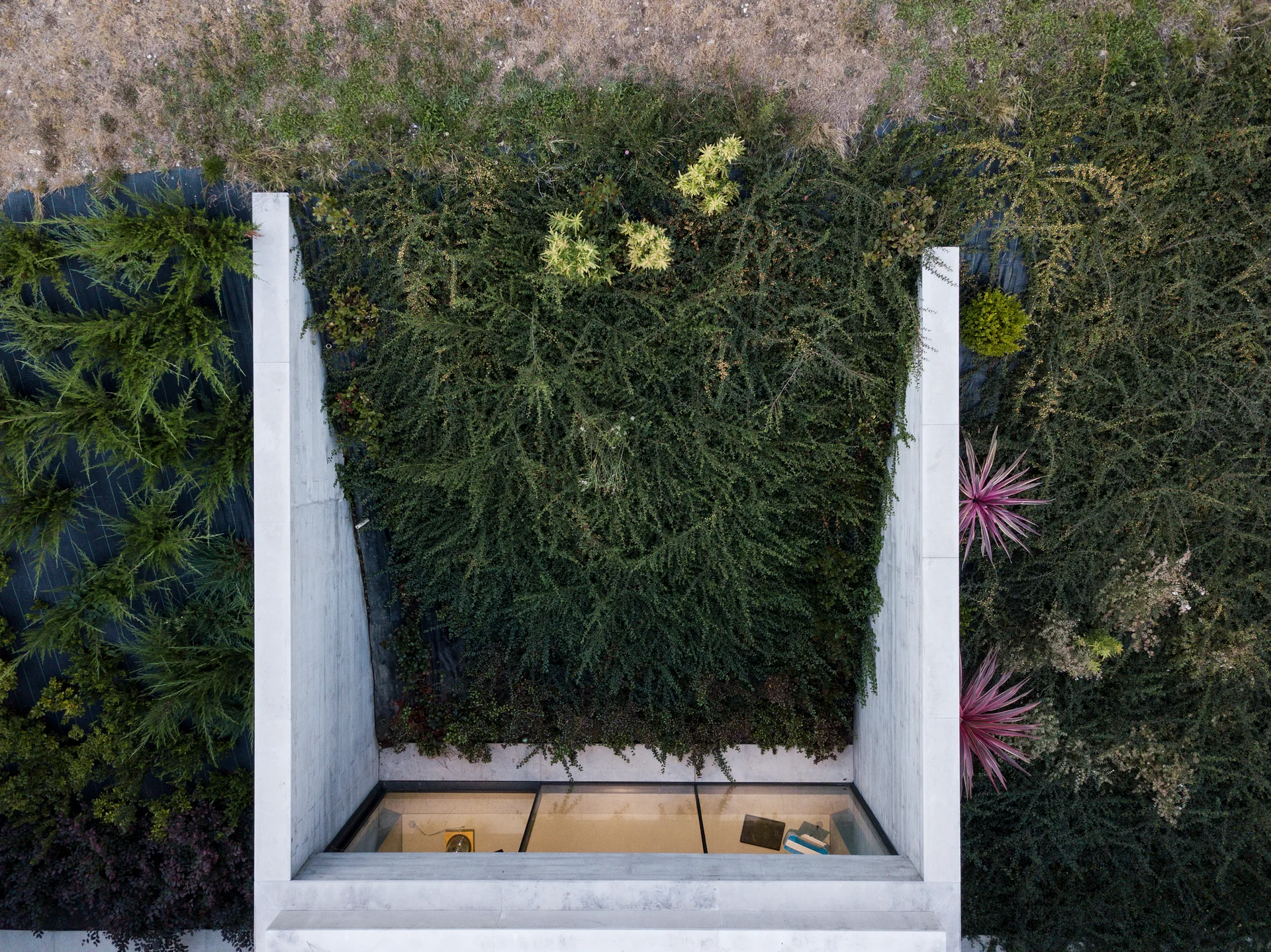 An aerial view of a sunken courtyard garden with dense green foliage framed by parallel concrete walls and a glass window.