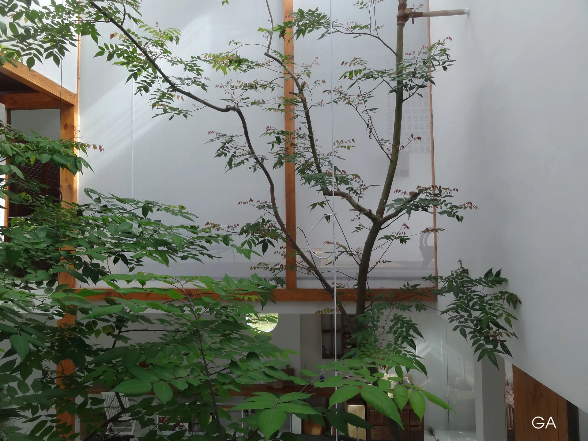 A bright indoor atrium features a tall living tree surrounded by smooth white walls and structured timber framing in front of a translucent screen.