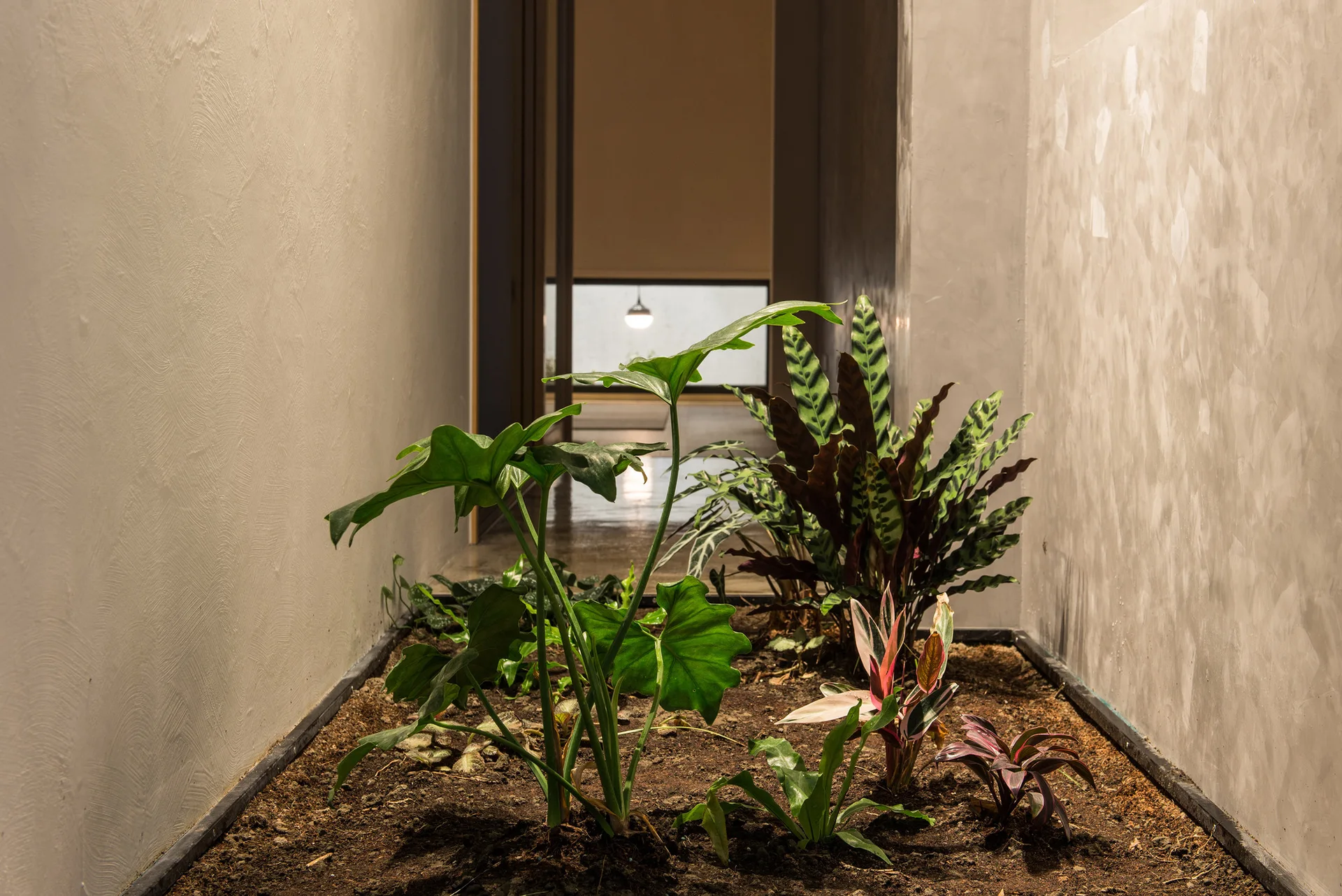 An interior hallway features textured plaster walls and an integrated ground-level soil planter bed filled with green leafy plants.