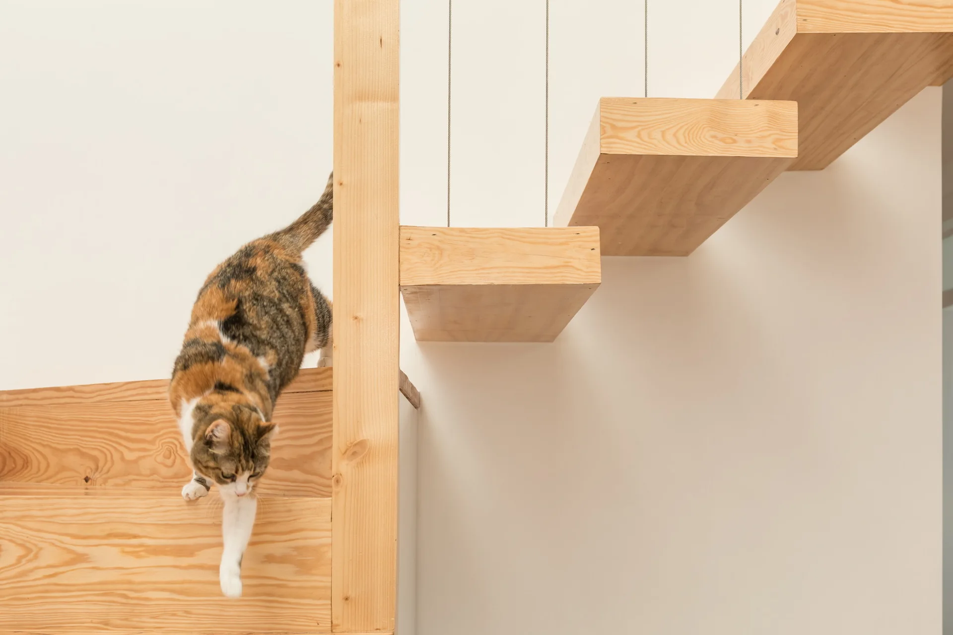 A calico cat walks down a minimalist floating wood staircase featuring thick wooden treads and vertical wire cable railings against a white wall.