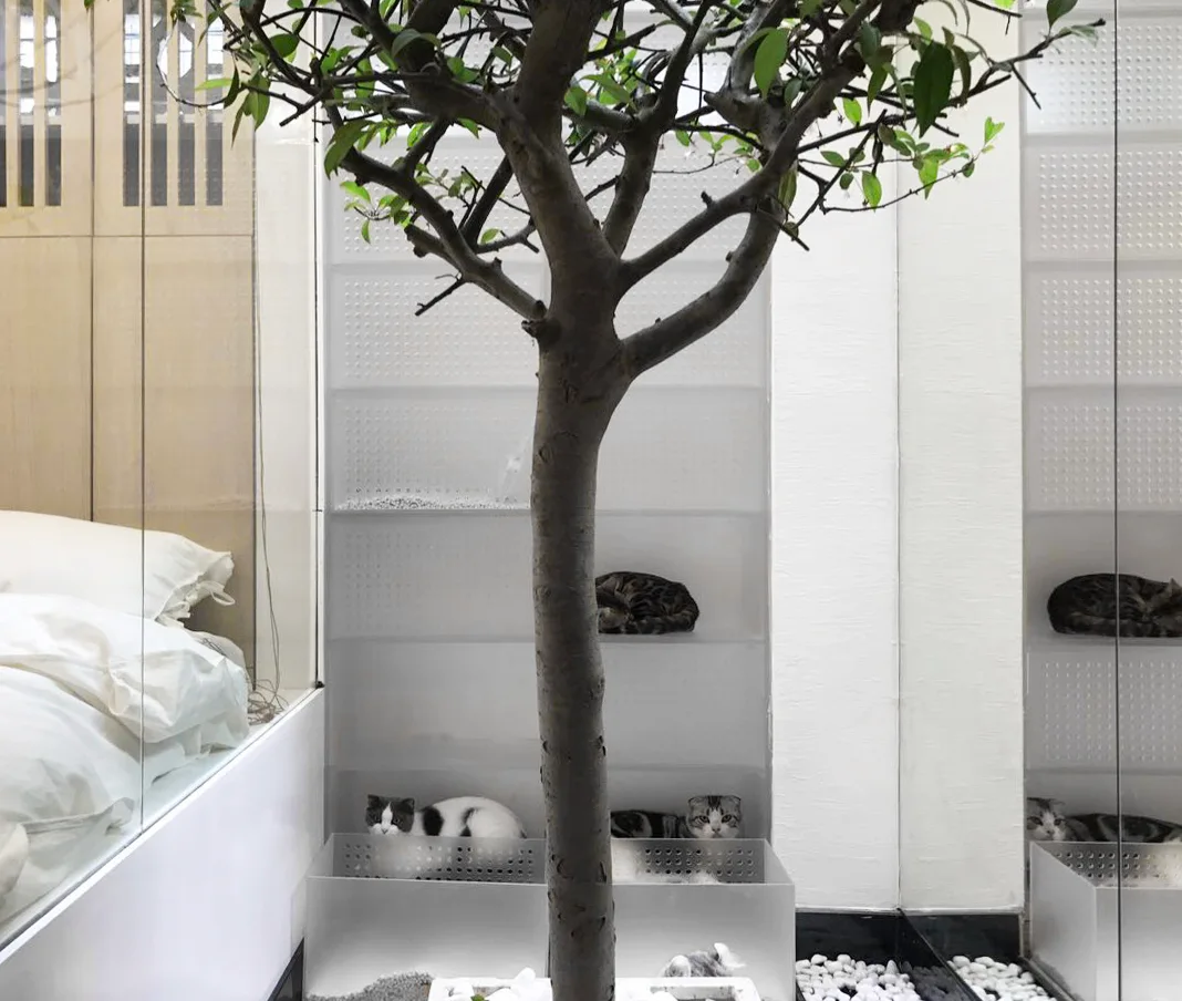 A bedroom is visible through a glass wall next to an indoor tree and built-in perforated white shelves housing several sleeping cats.