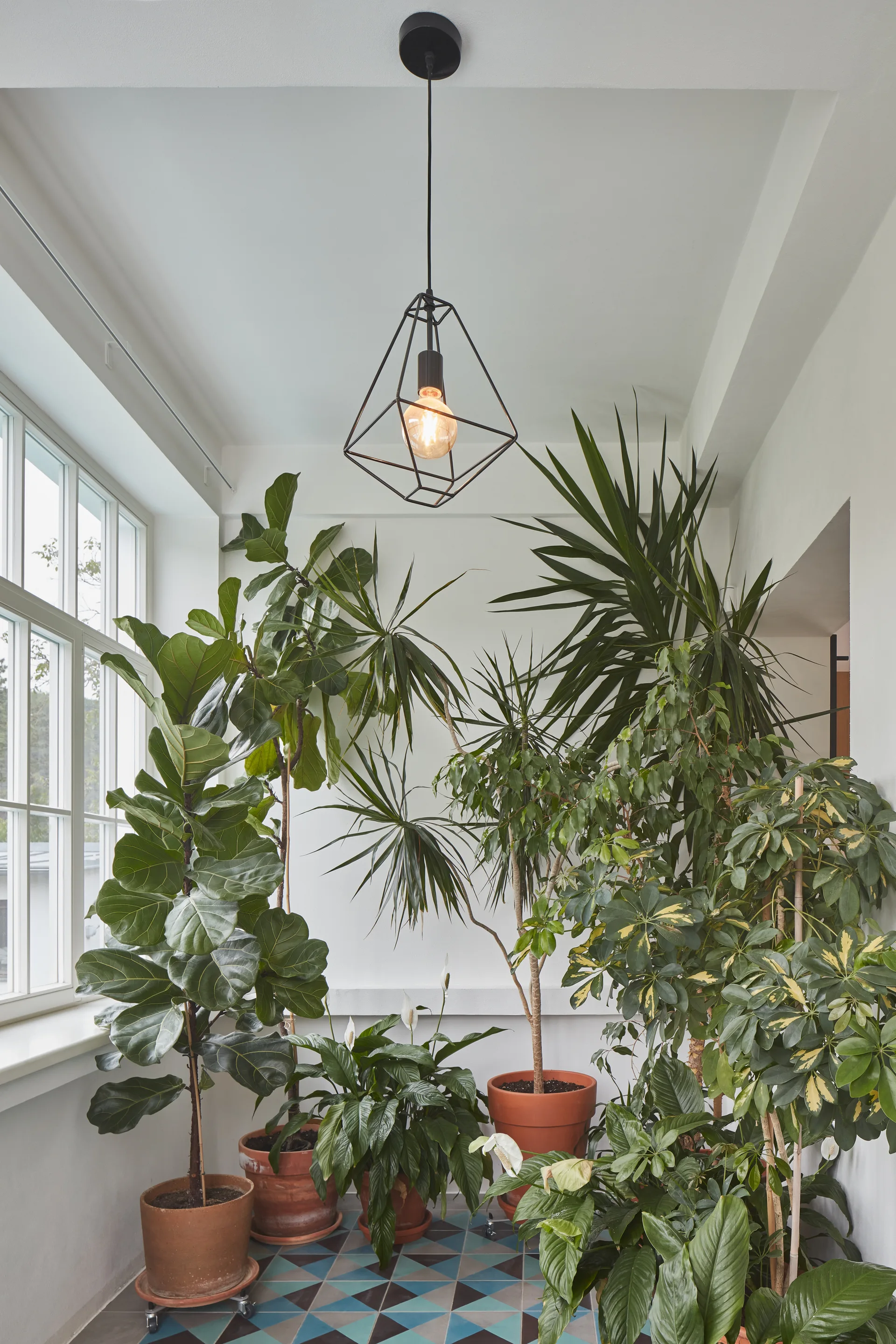 A sunlit corner filled with large potted green plants in terracotta pots on geometric blue and white floor tiles beneath a geometric pendant light.