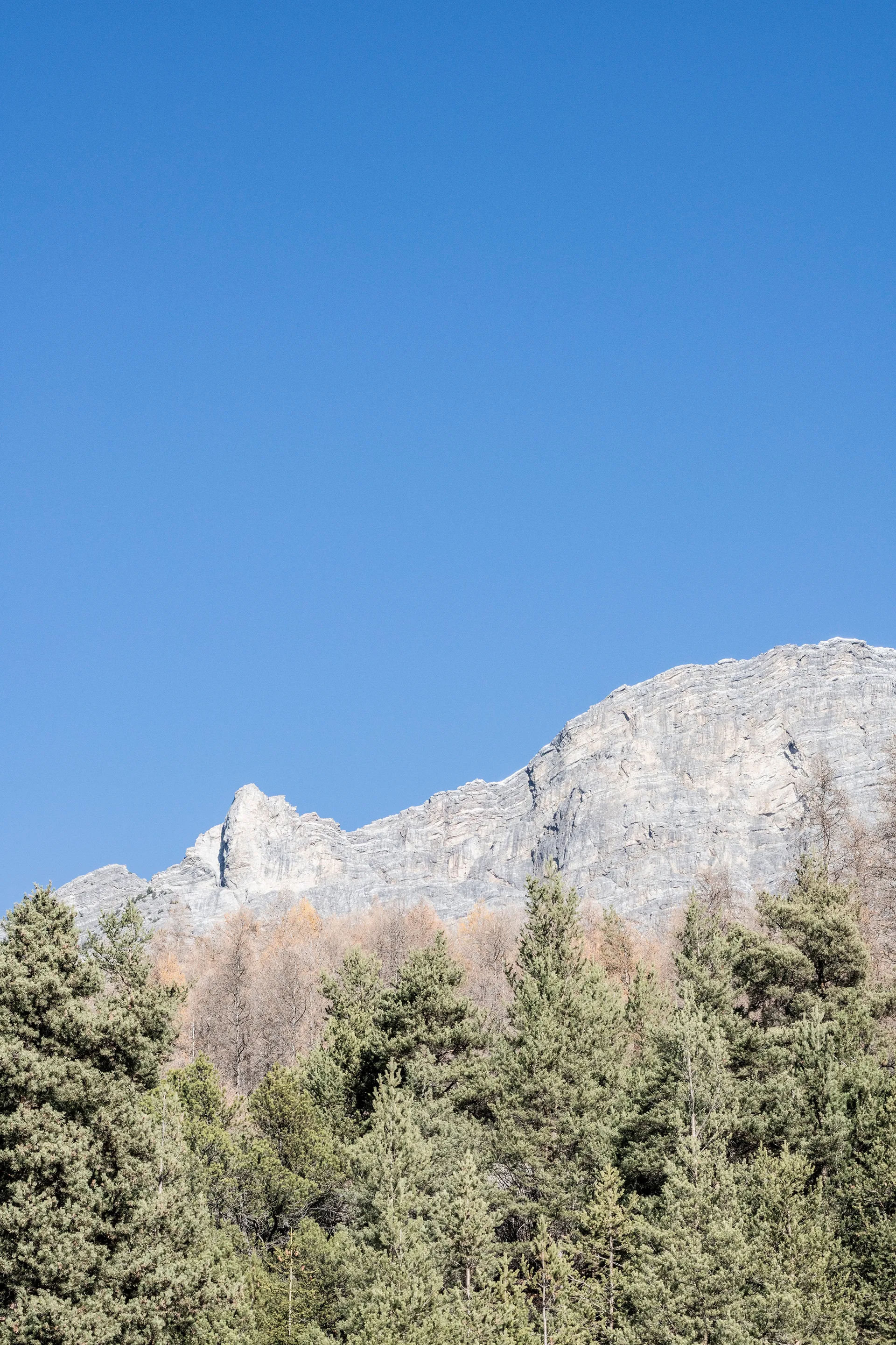A rugged grey mountain ridge rises behind a dense canopy of green coniferous trees under a clear blue sky.