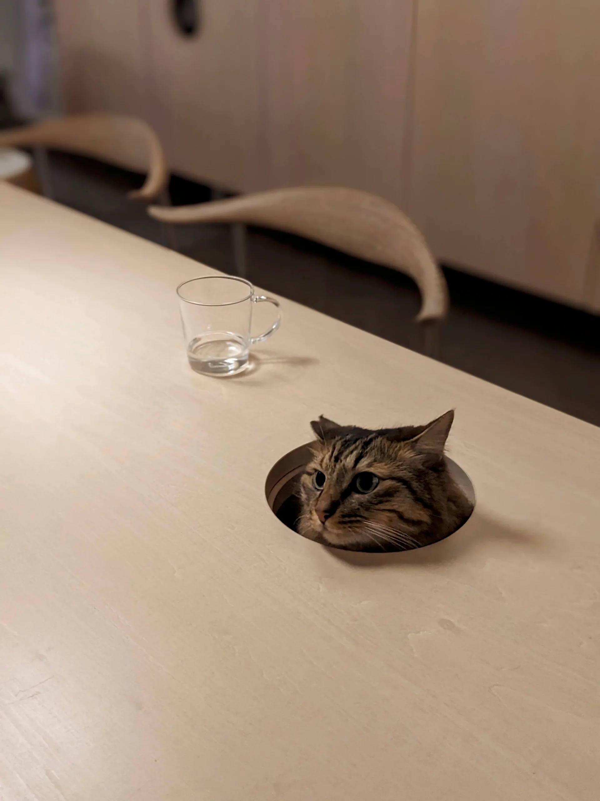A tabby cat peeks through a circular hole in a light wood dining table next to a clear glass mug, with curved wooden chairs in the background.