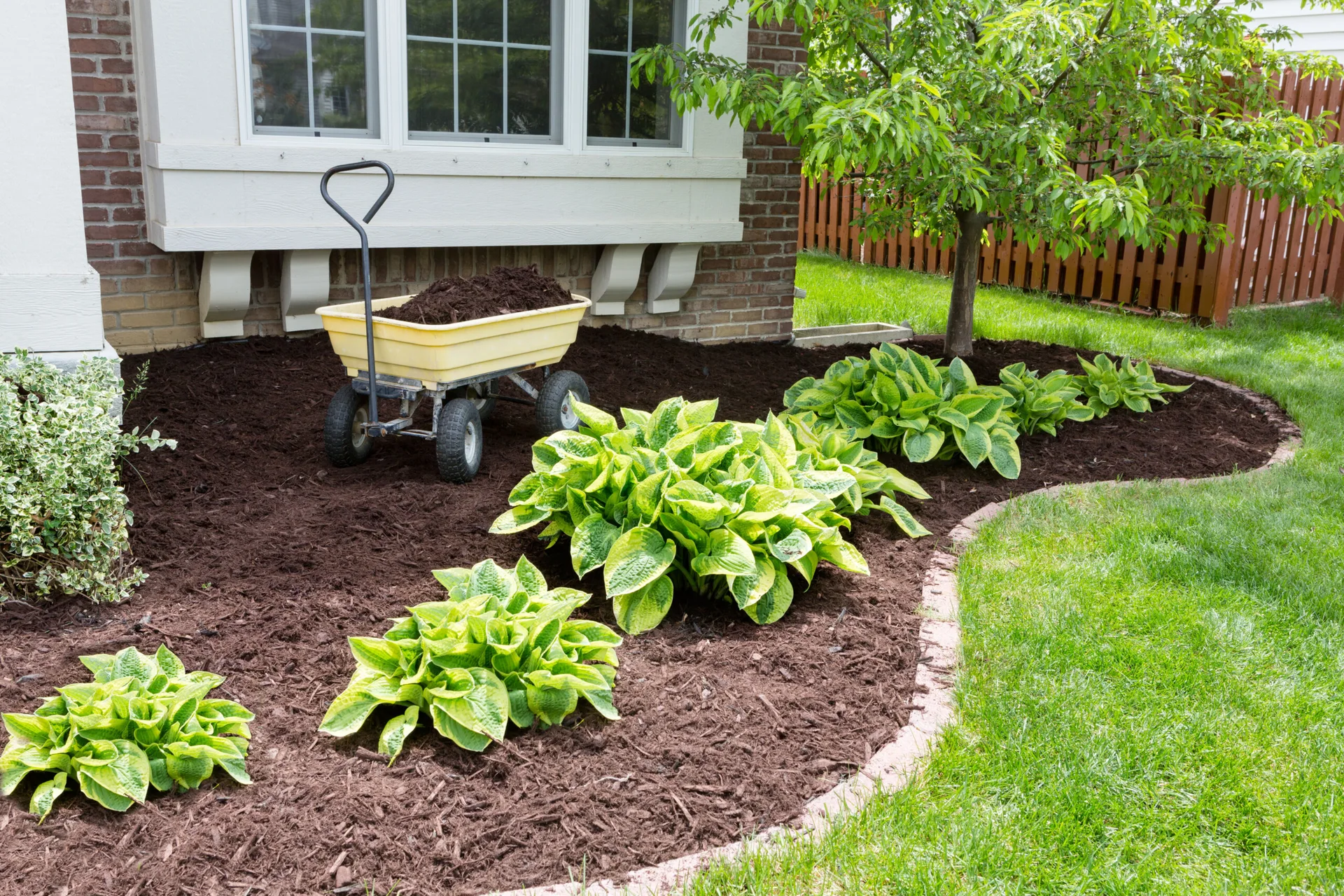A curved garden bed with dark brown mulch, bright green and yellow hostas, and a yellow utility cart next to a brick house foundation.