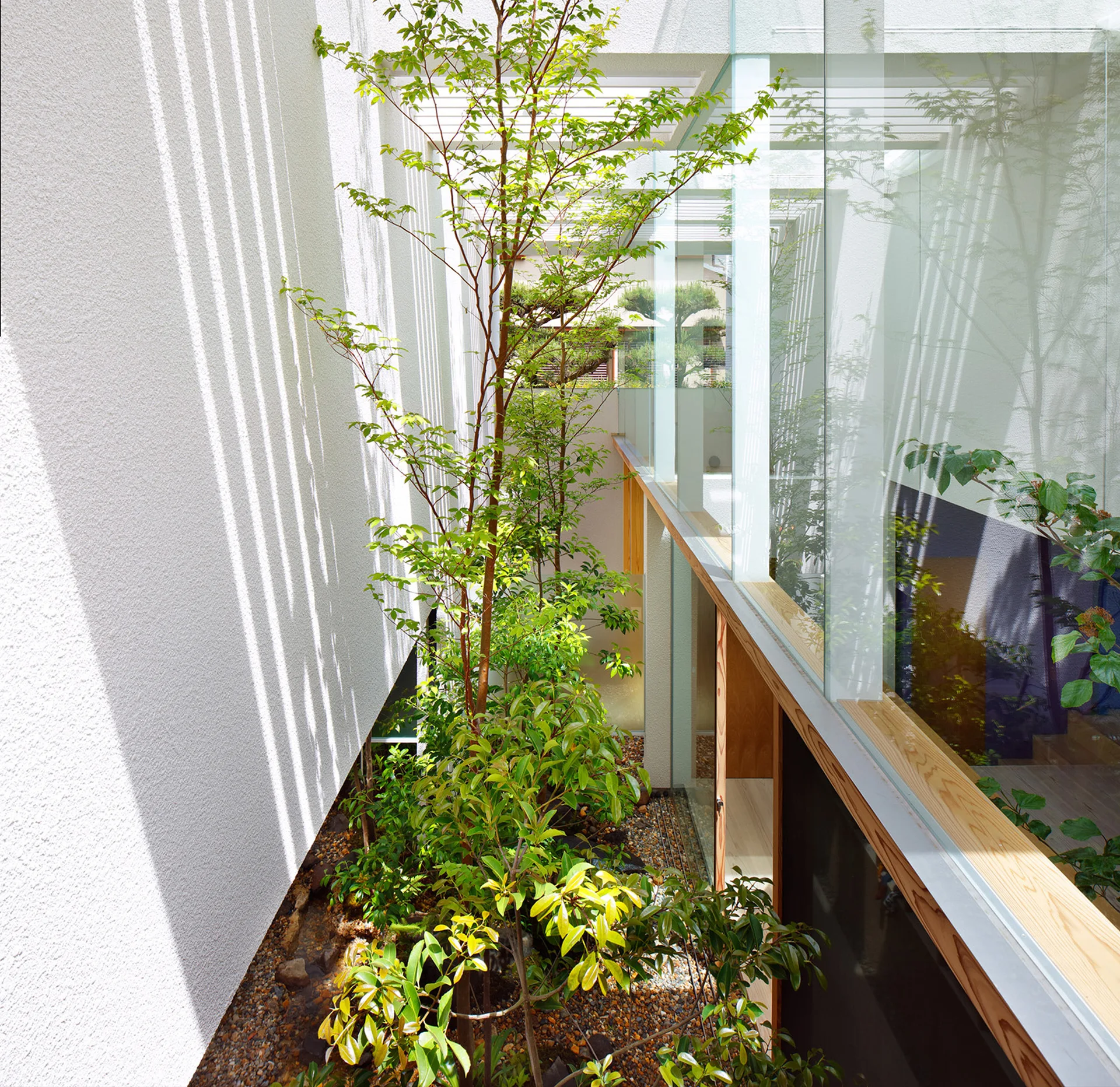 A slender tree grows inside an interior gravel courtyard surrounded by tall glass walls and textured white stucco.