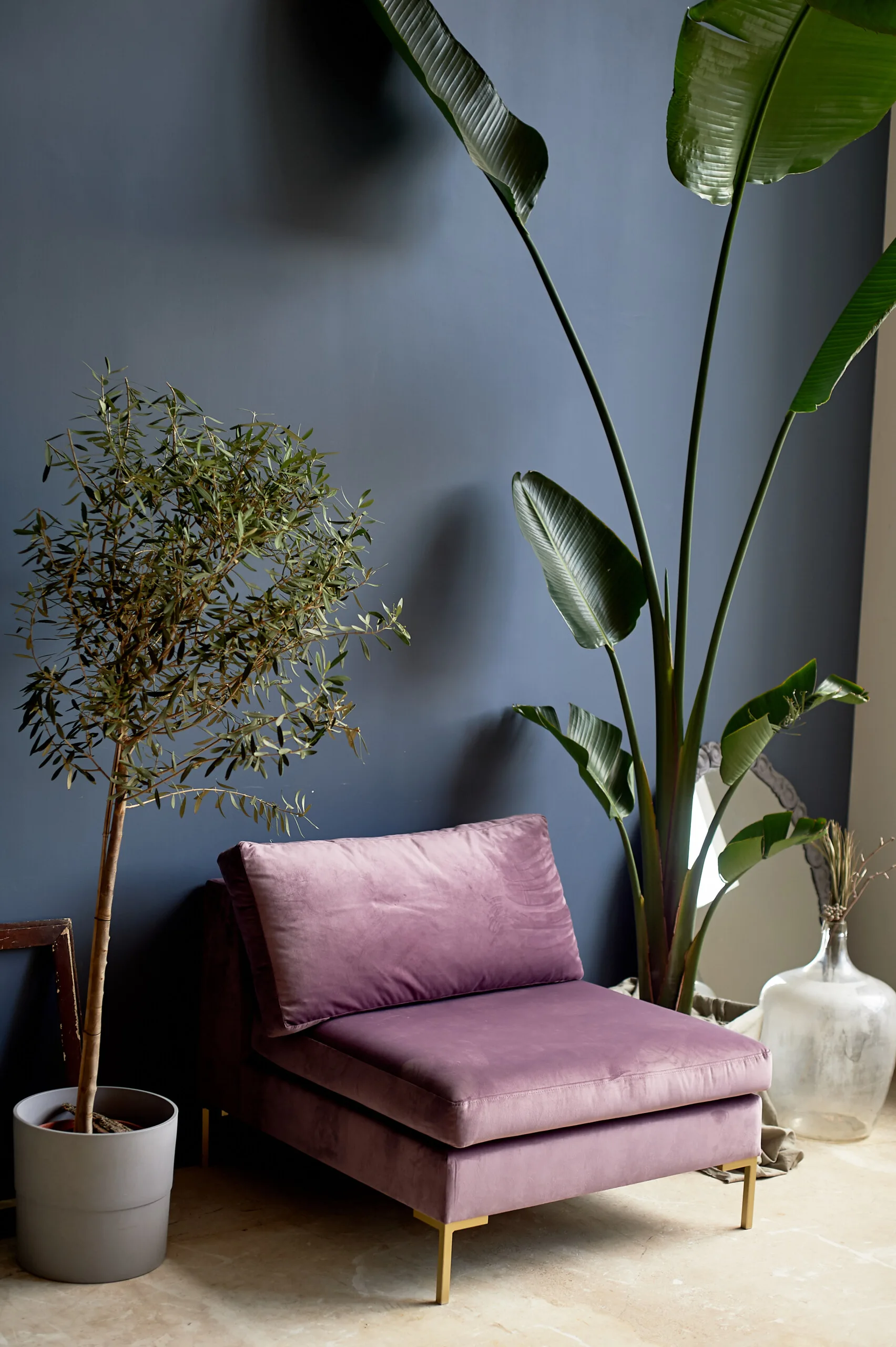 An armless purple velvet chair with gold legs sits against a dark blue wall next to a tall bird of paradise plant and a small potted olive tree.