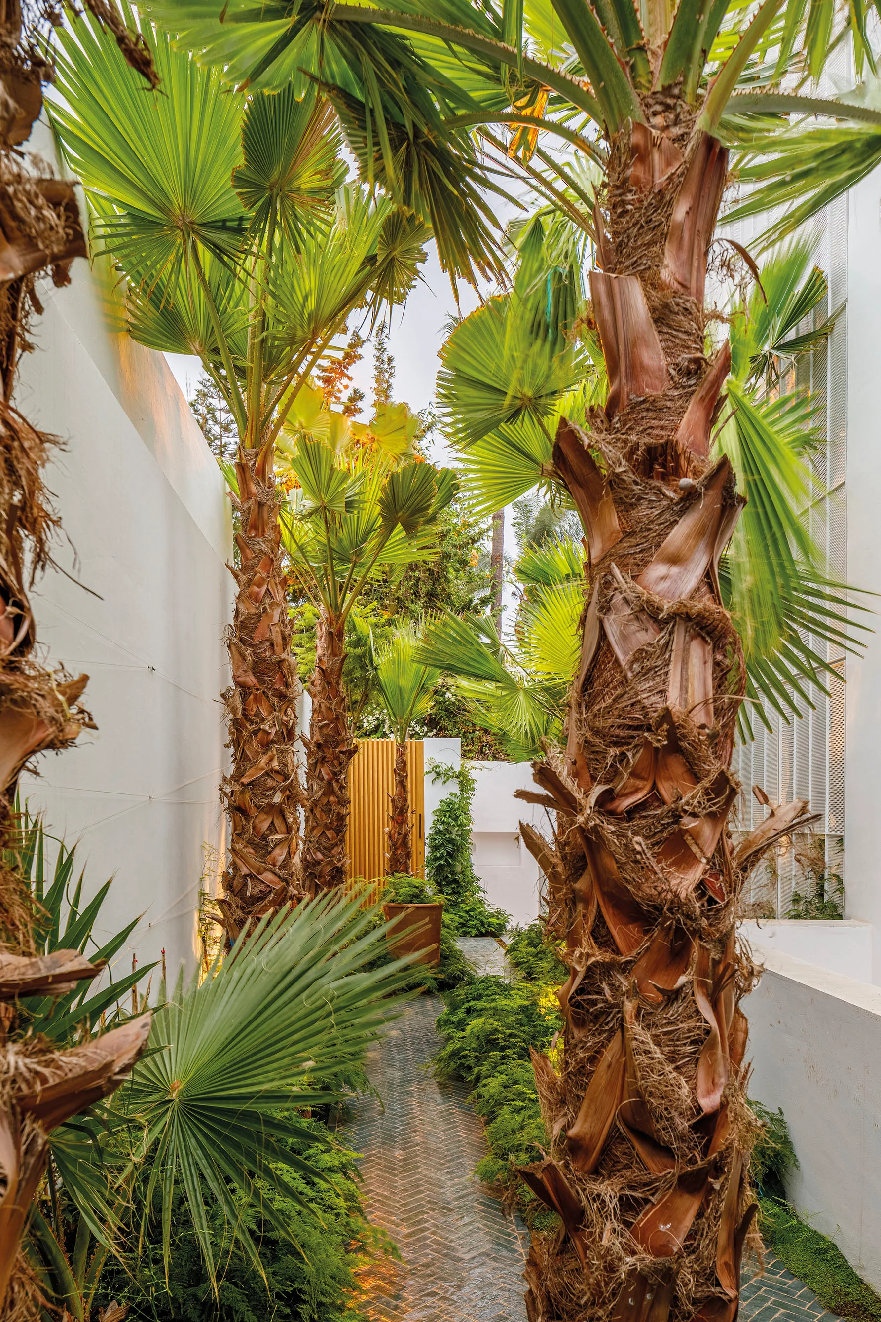 Tall palm trees and lush green shrubs line a narrow herringbone paved walkway bounded by smooth white exterior walls.