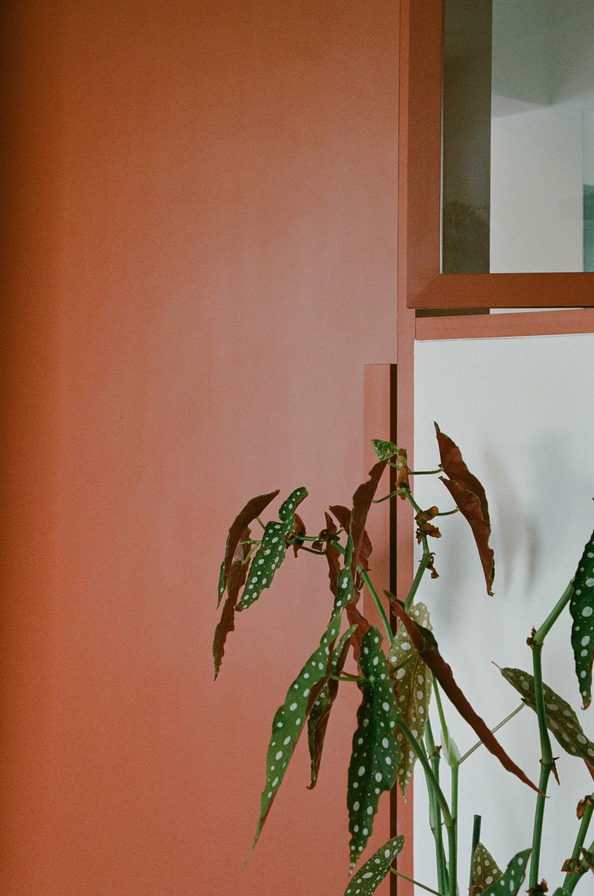 A close-up of a potted polka-dot begonia plant set against matte terracotta wall panels and custom white cabinetry.