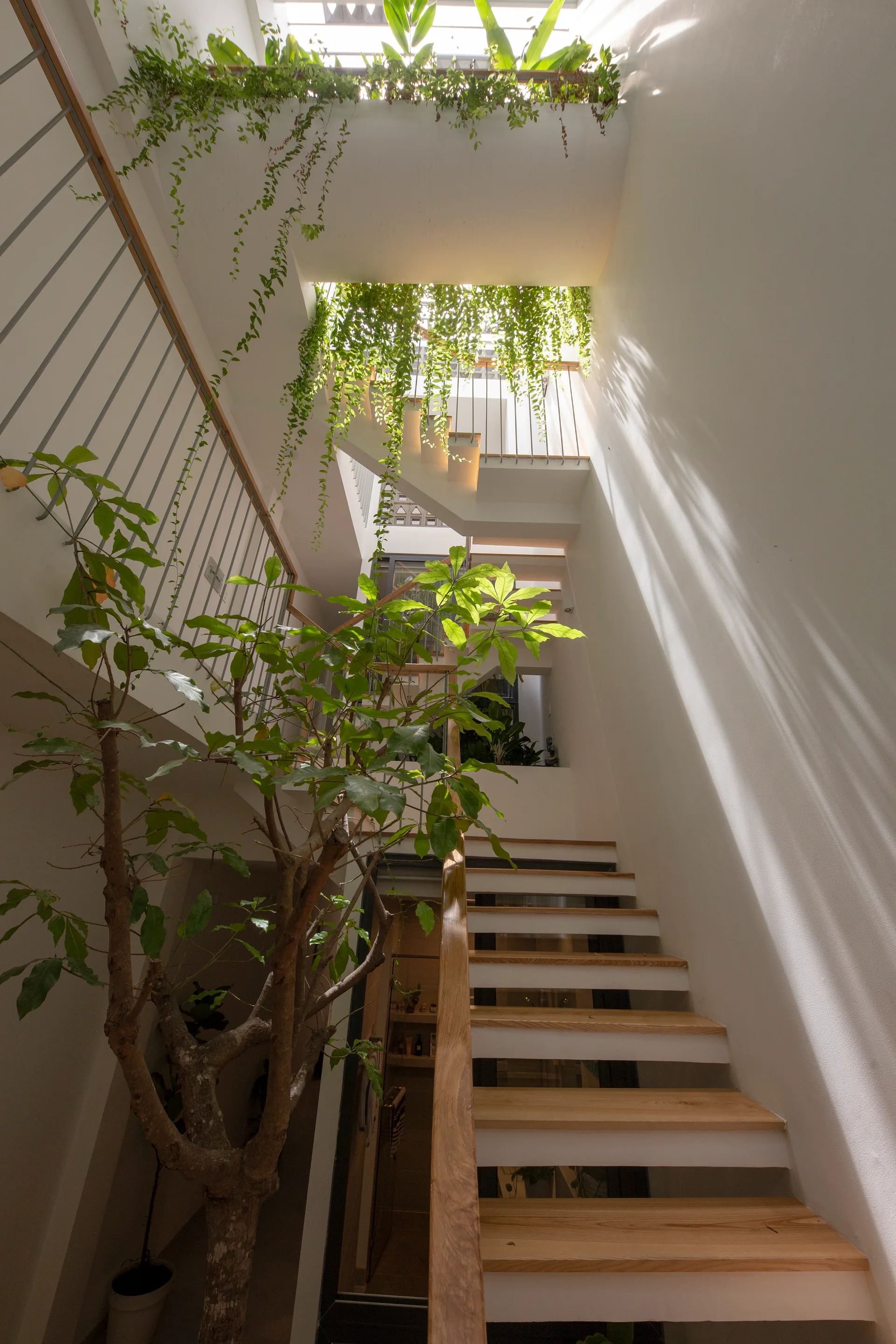 A multi-story modern staircase with light wood steps features an indoor tree and cascading green vines illuminated by a skylight.