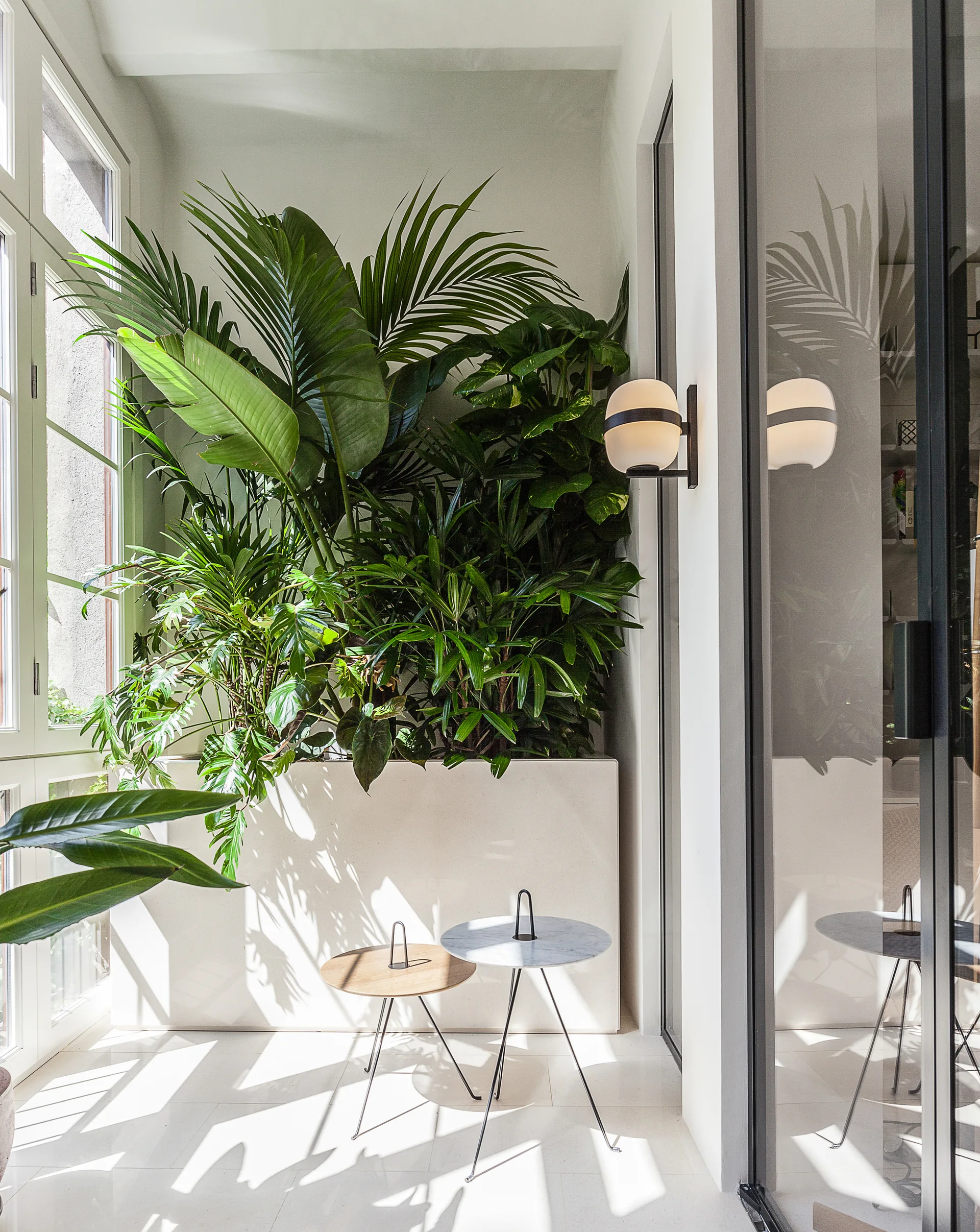 Lush green tropical plants grow in a large white rectangular planter inside a sunlit white room beside two small round side tables.