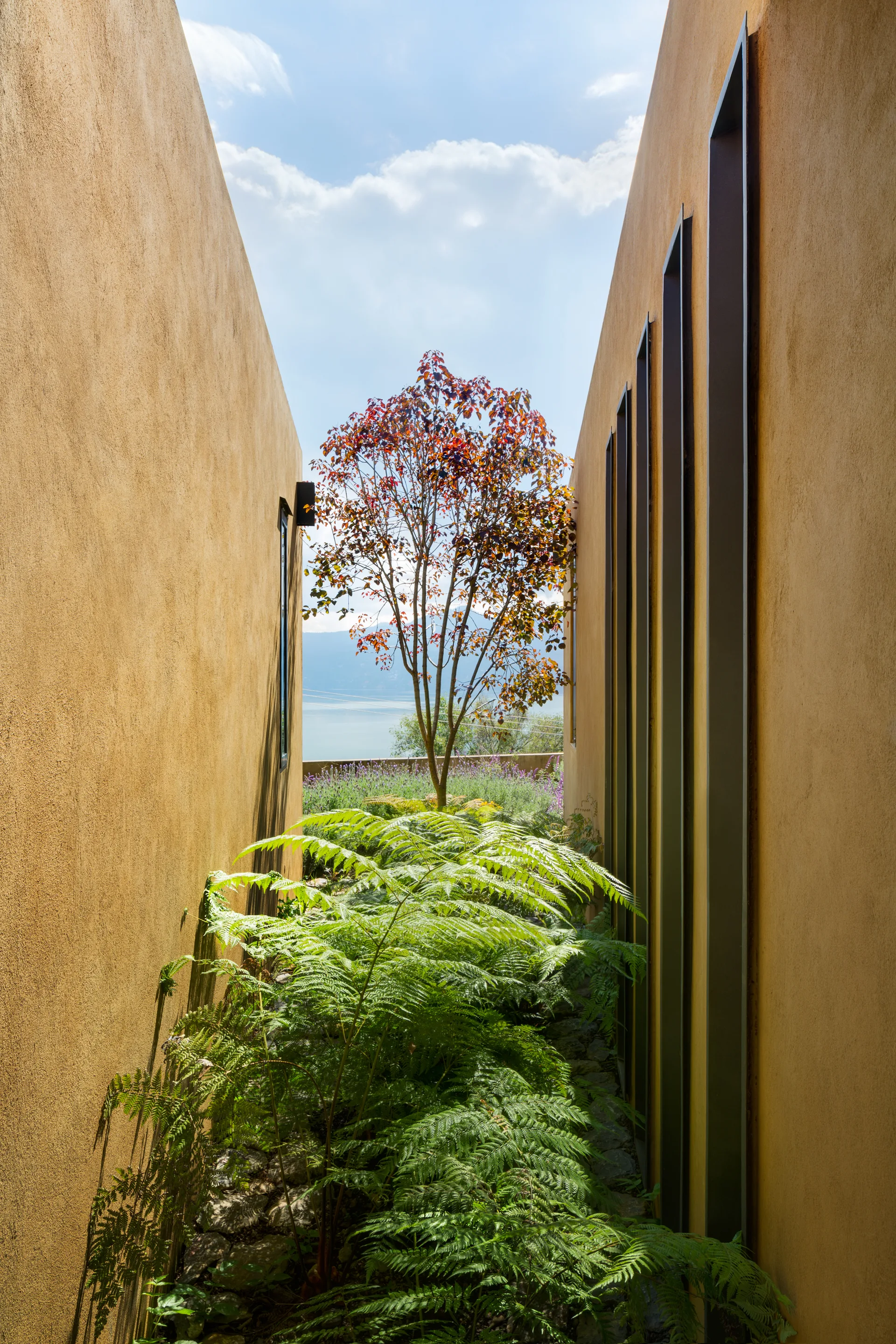 A narrow outdoor corridor with textured ochre stucco walls filled with green ferns, leading to a small tree and a lake in the distance.