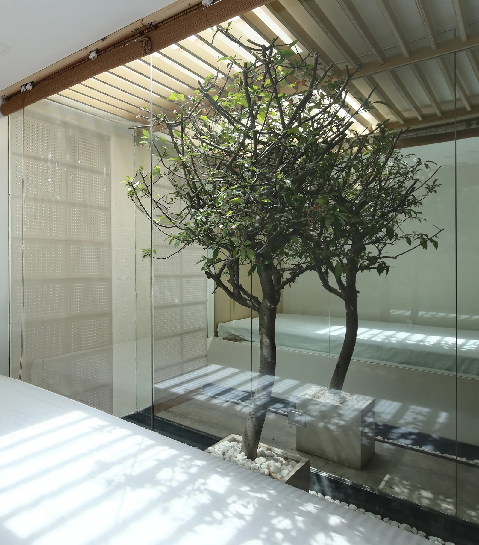 An indoor glass courtyard features two potted trees with white pebbles, lit by sunlight streaming through a wood slatted ceiling.