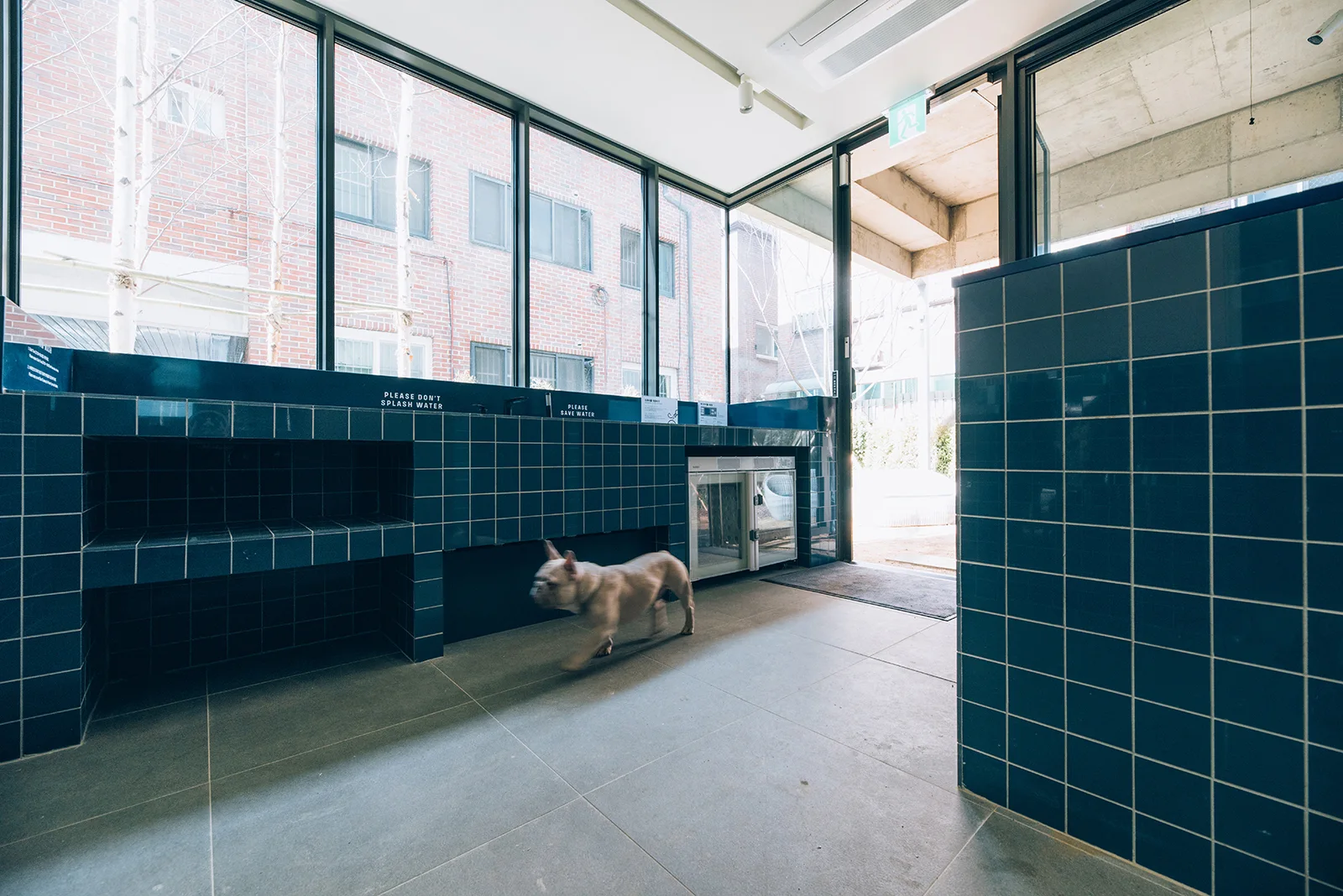A modern utility room features dark blue tiled counters, large windows, and grey floor tiles as a small dog walks across the space.