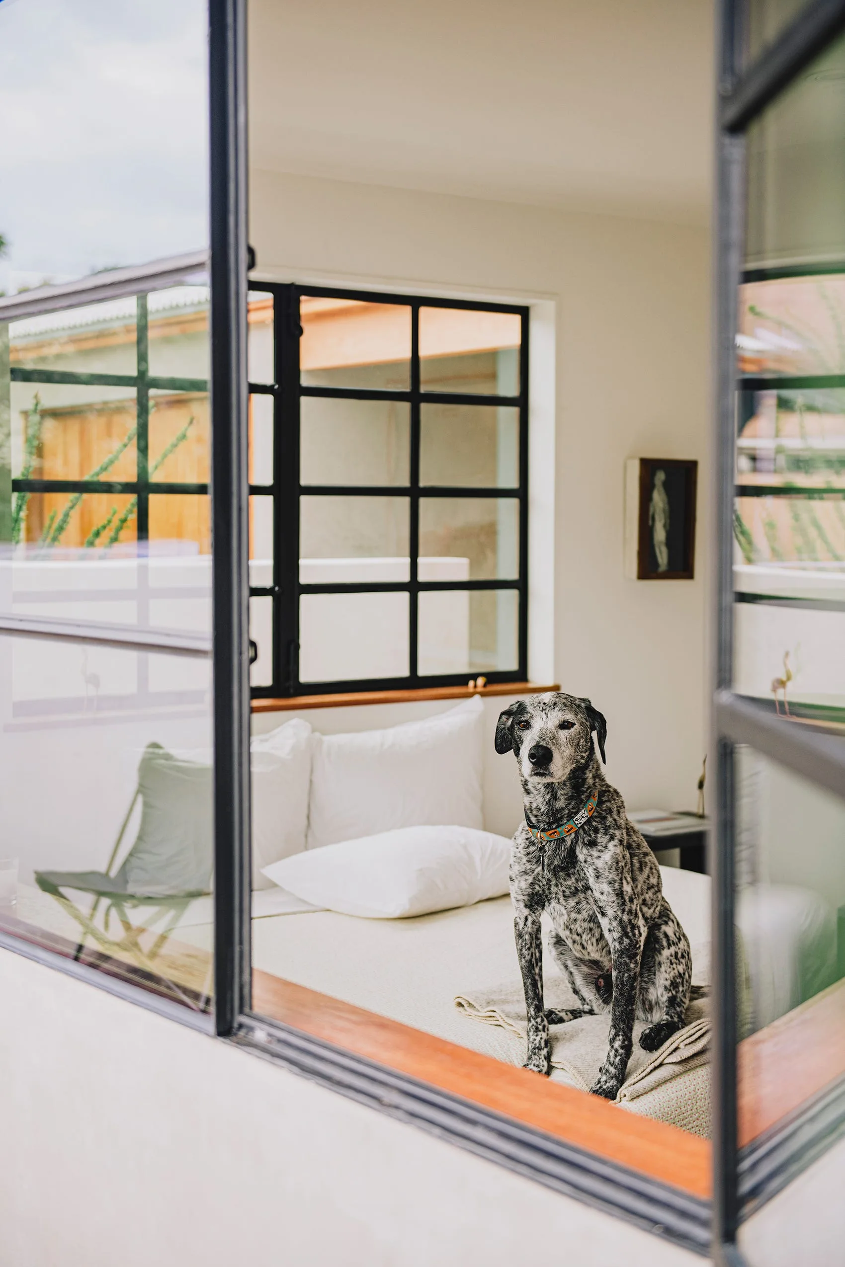 A spotted dog sits on white bedding in a minimalist bedroom framed by large black steel grid windows with a natural wood sill.
