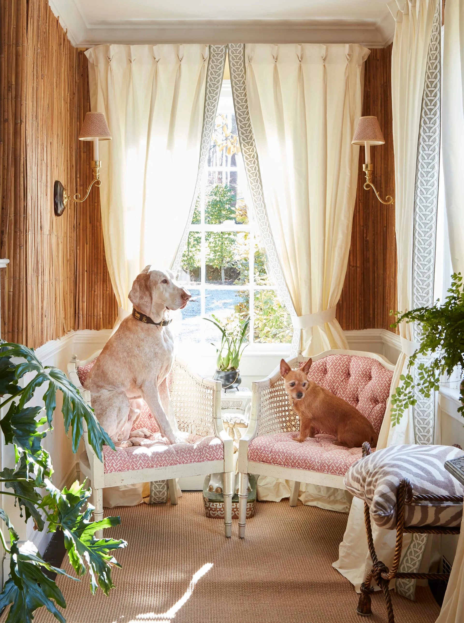 Two dogs sit on pink patterned armchairs in a sunlit alcove featuring bamboo-covered walls, brass wall sconces, and cream curtains.