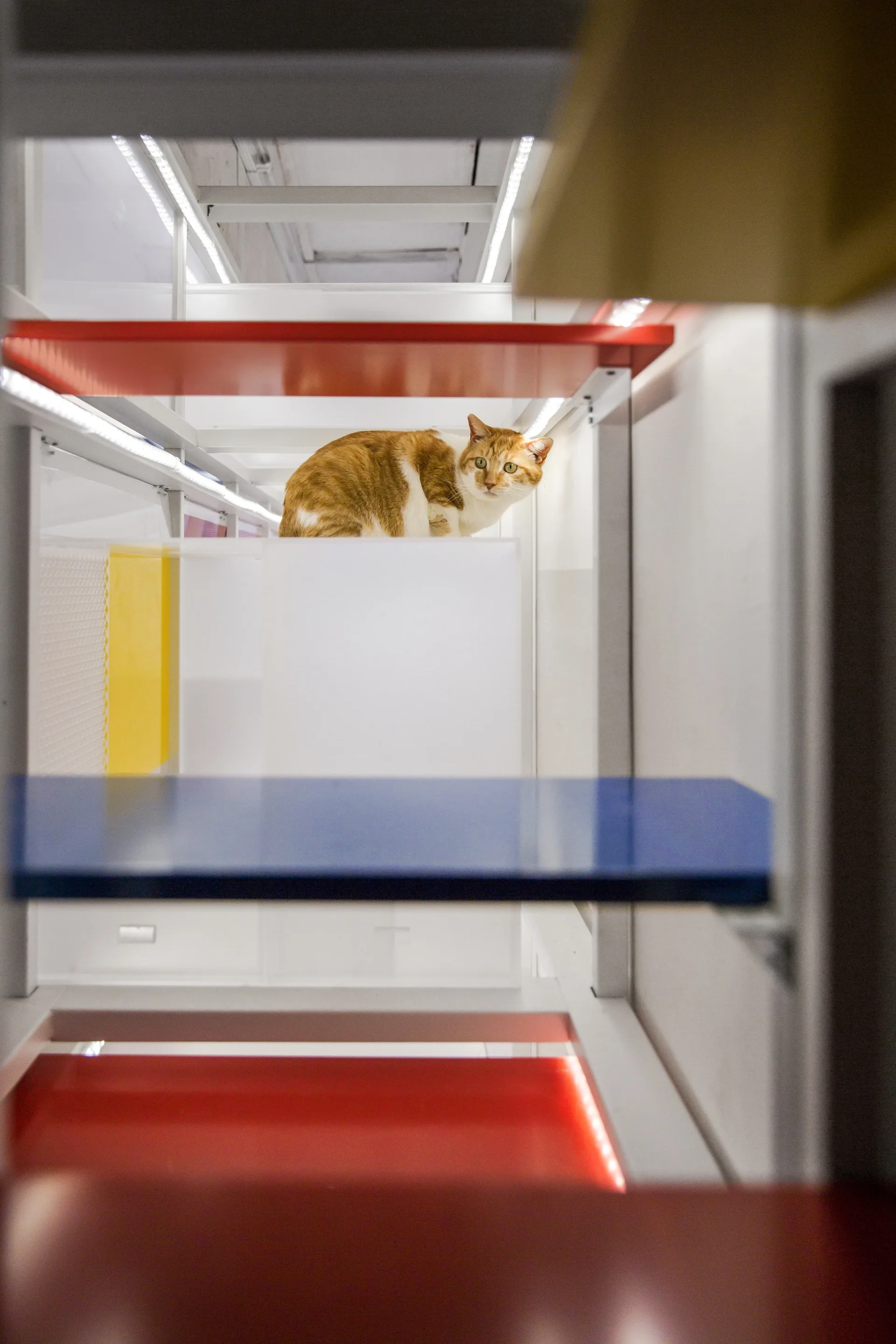 An orange and white cat sits on a white tier of a modern modular shelving unit with red and blue shelves and integrated LED strip lighting.
