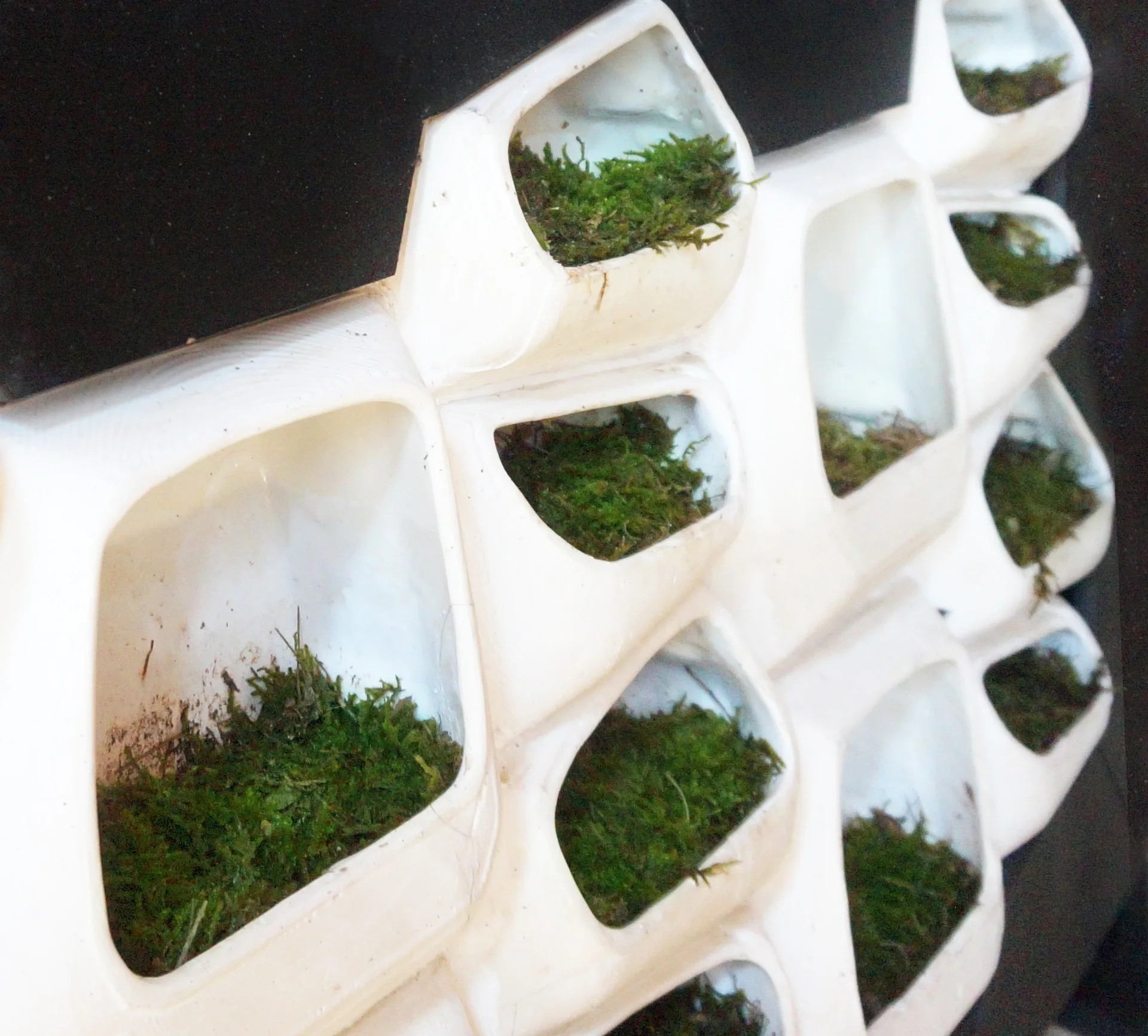 A close-up view of a modular white plastic vertical planter system mounted on a black wall and filled with green moss.