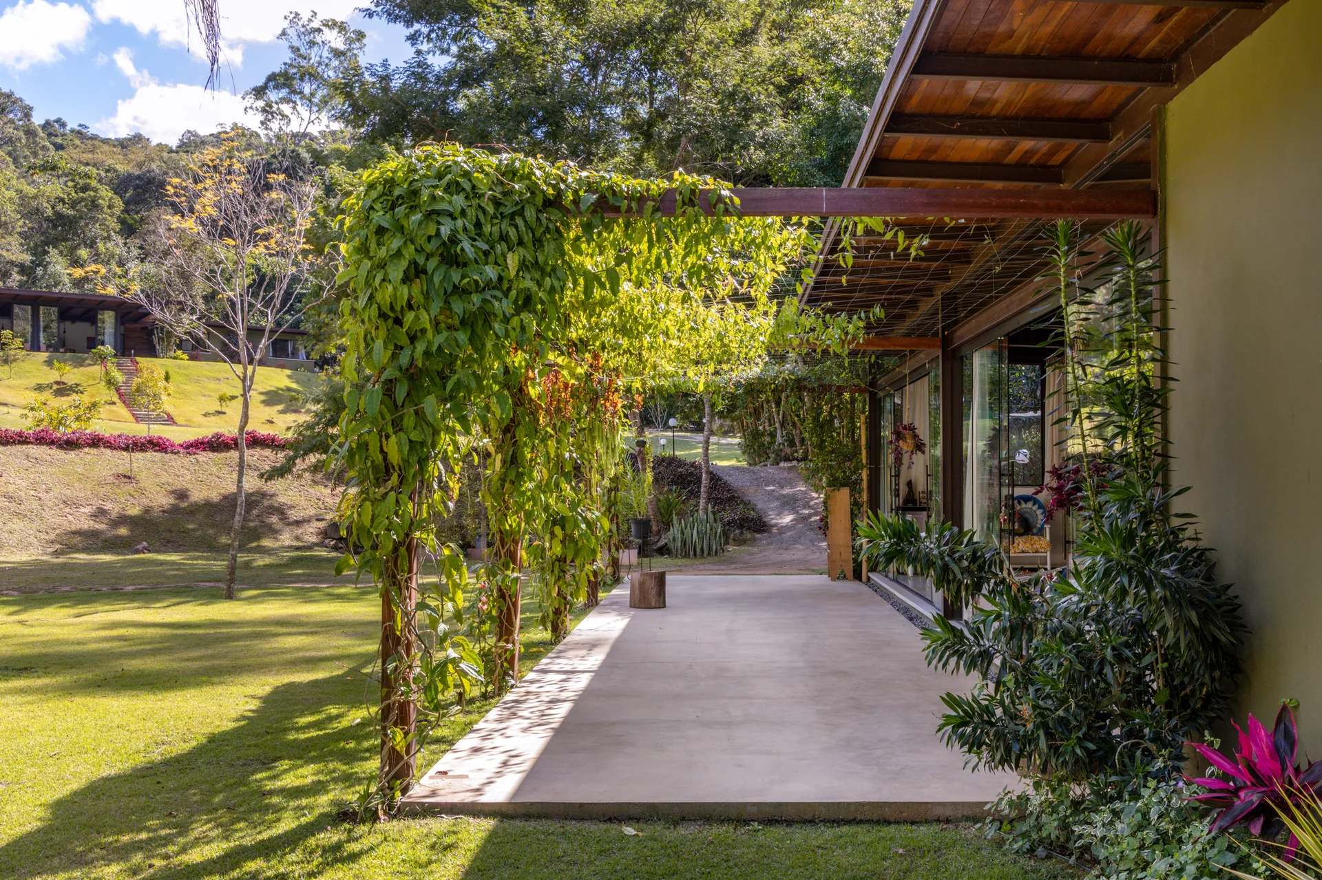 A smooth concrete patio featuring an exposed timber pergola covered in green climbing vines next to a grassy lawn.