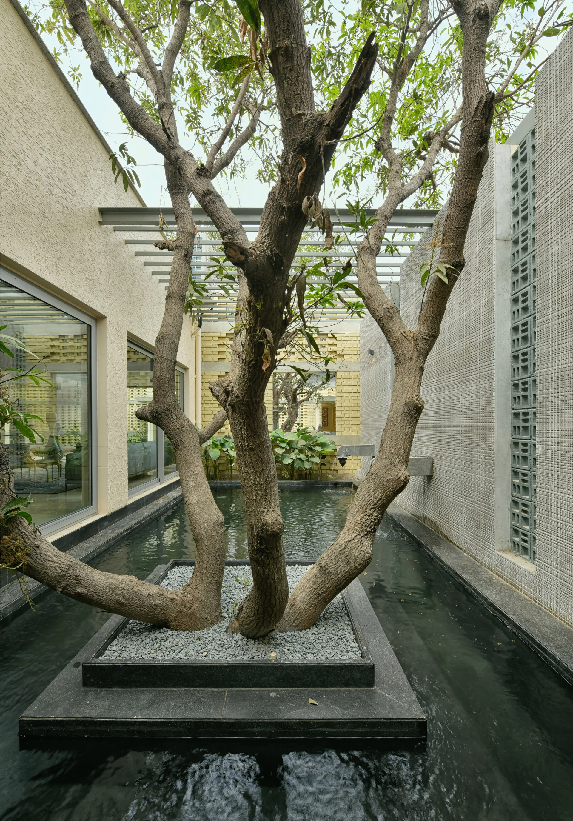 A multi-trunk tree grows from a pebbled island in a rectangular reflecting pool within a modern courtyard framed by textured walls.