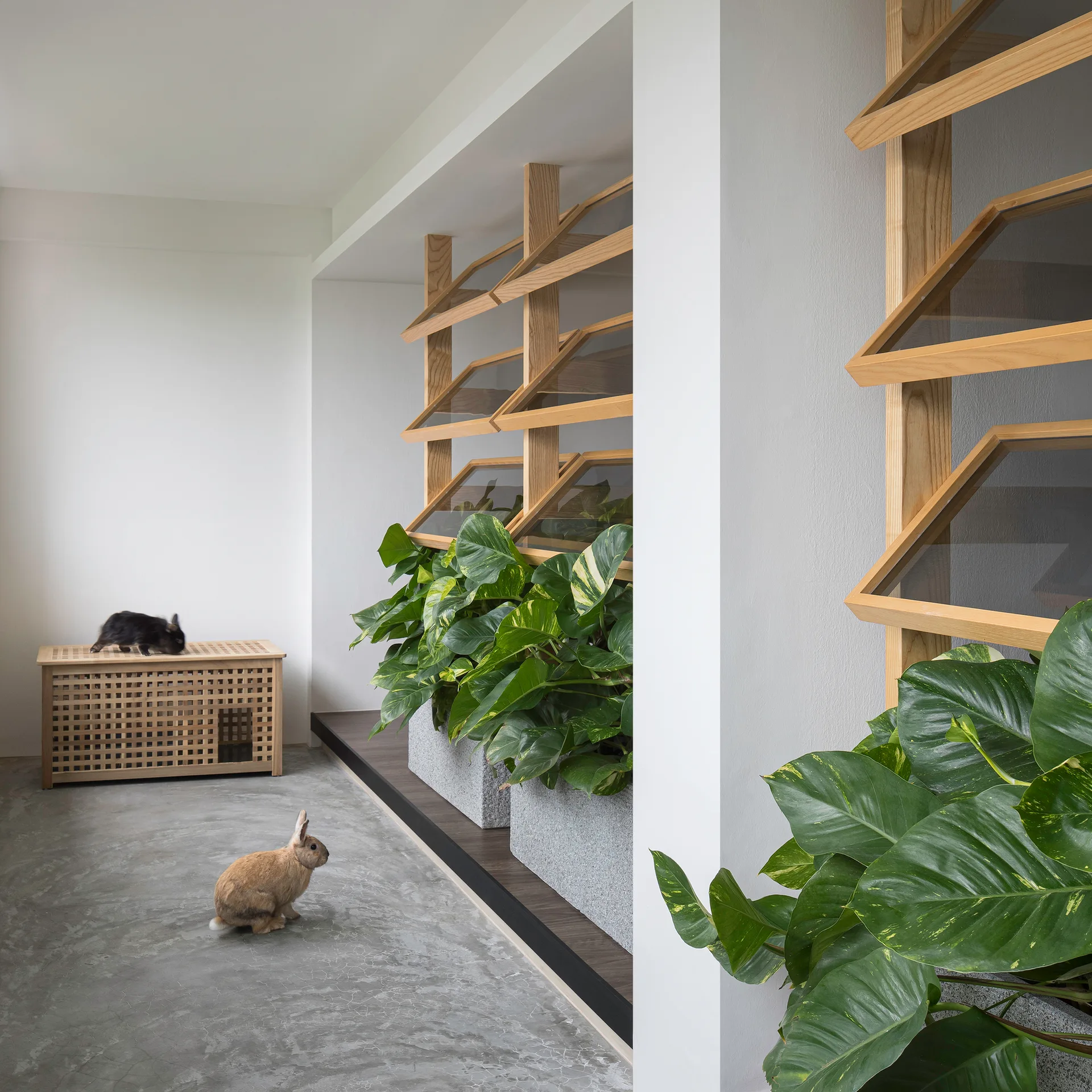A minimalist interior room featuring grey concrete floors, white walls, and light wood louvered partitions filled with leafy green plants.