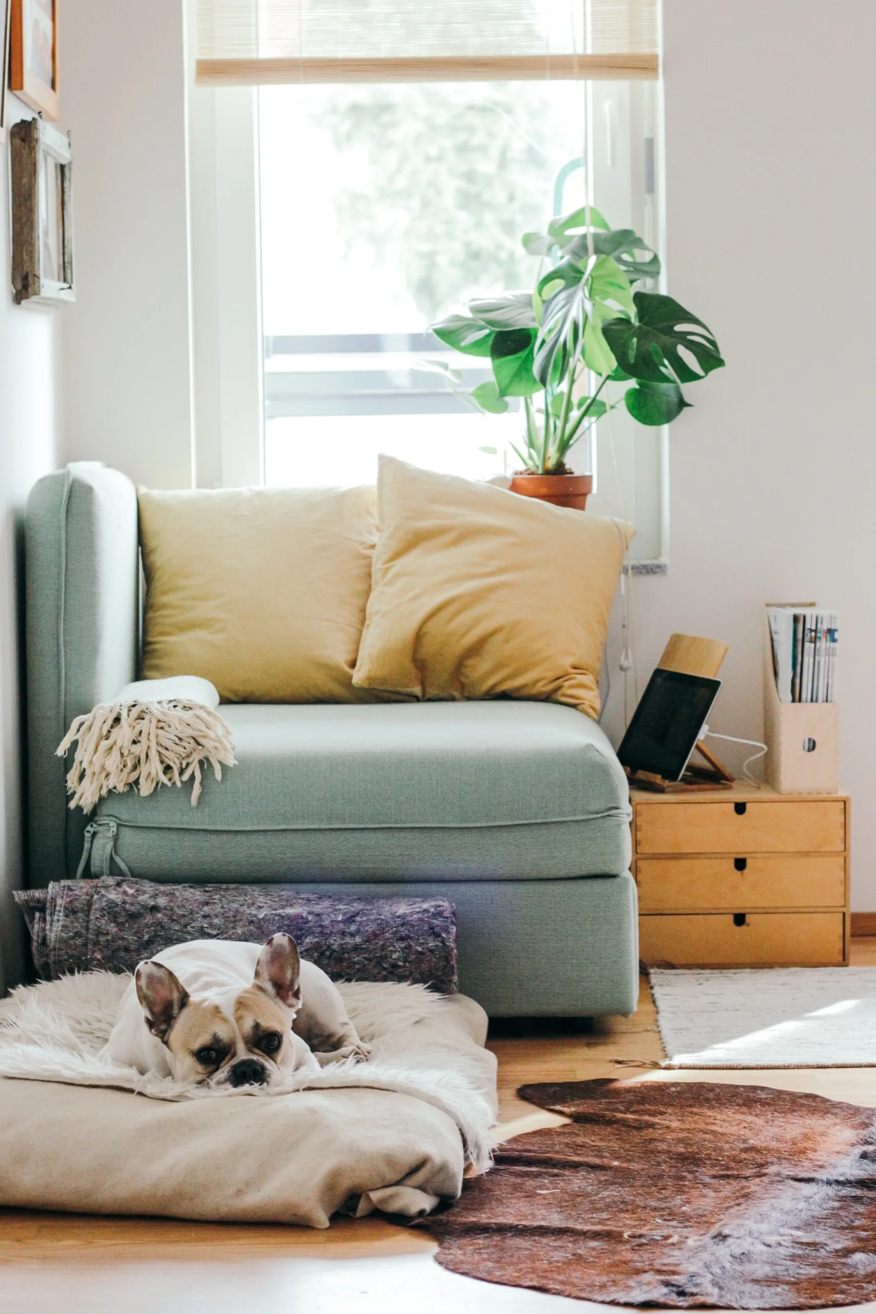A light green upholstered armchair stands before a window next to a wooden three-drawer cabinet, a potted monstera, and a dog lying on a floor pillow.