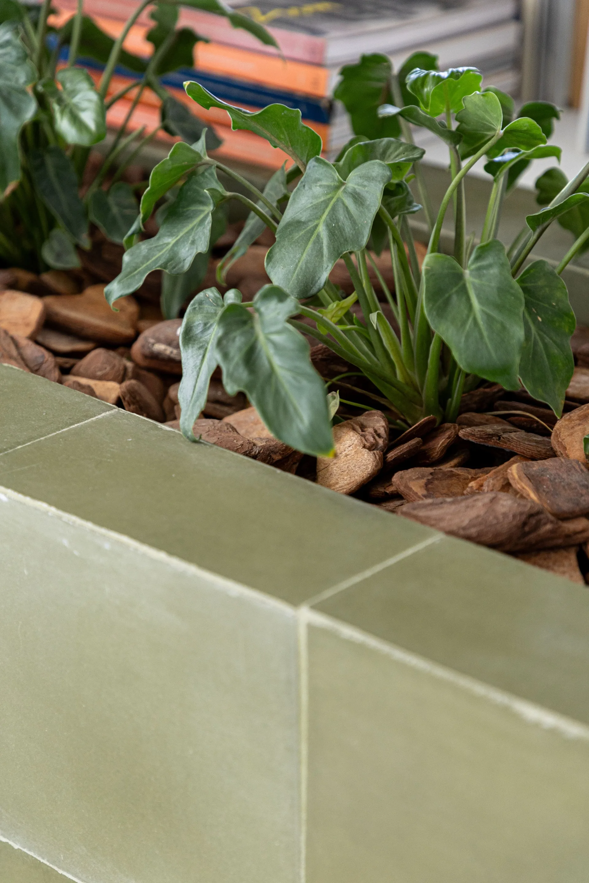 A close-up of an indoor planter built with matte sage green tiles and filled with lush green plants surrounded by brown wood chips.