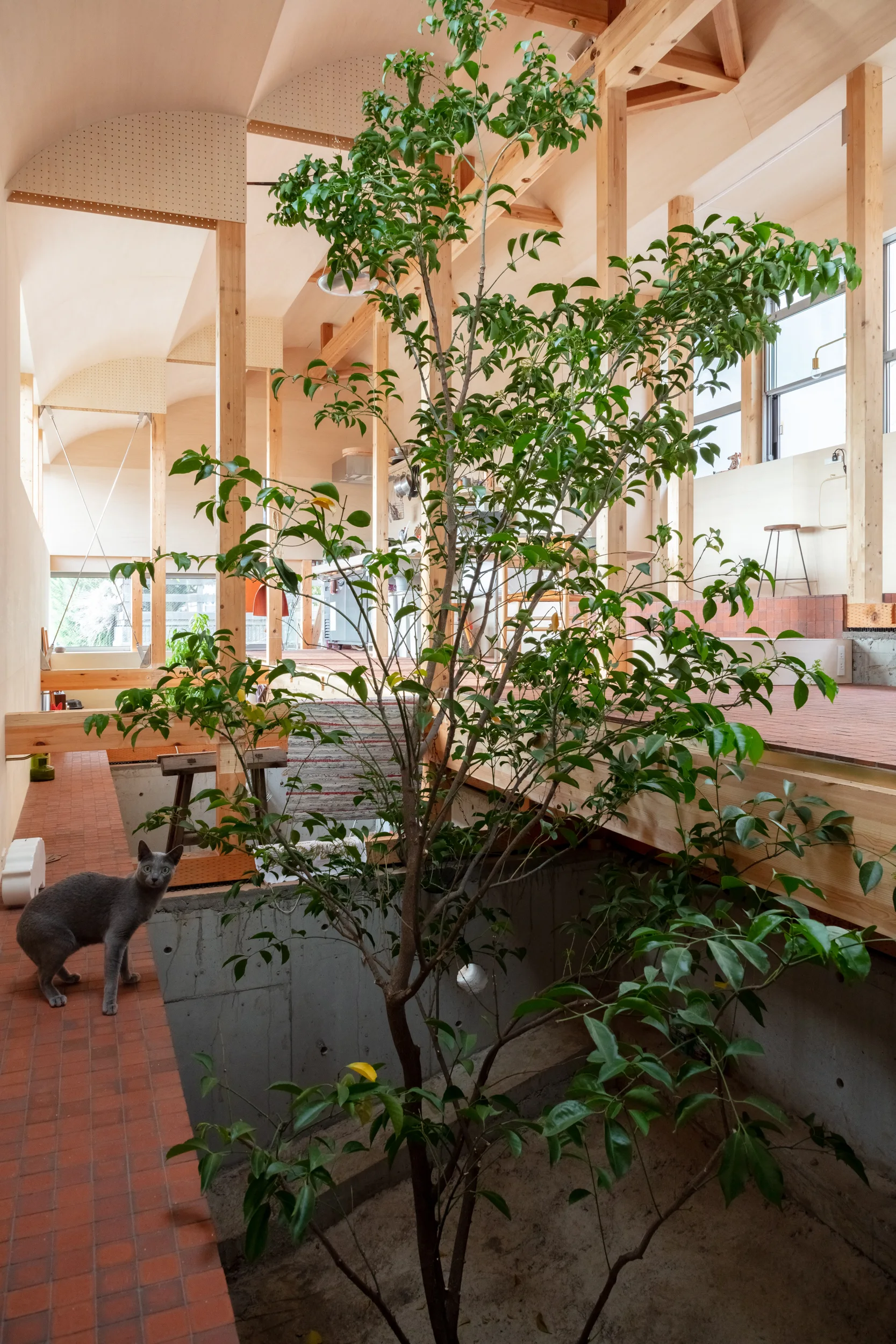 A gray cat stands on a terracotta tile path next to a sunken concrete planter featuring a tall green tree inside a modern timber-framed home.