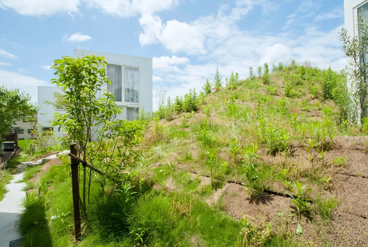A steep grassy slope with wild green plants stands next to minimalist white houses with large windows under a blue sky.