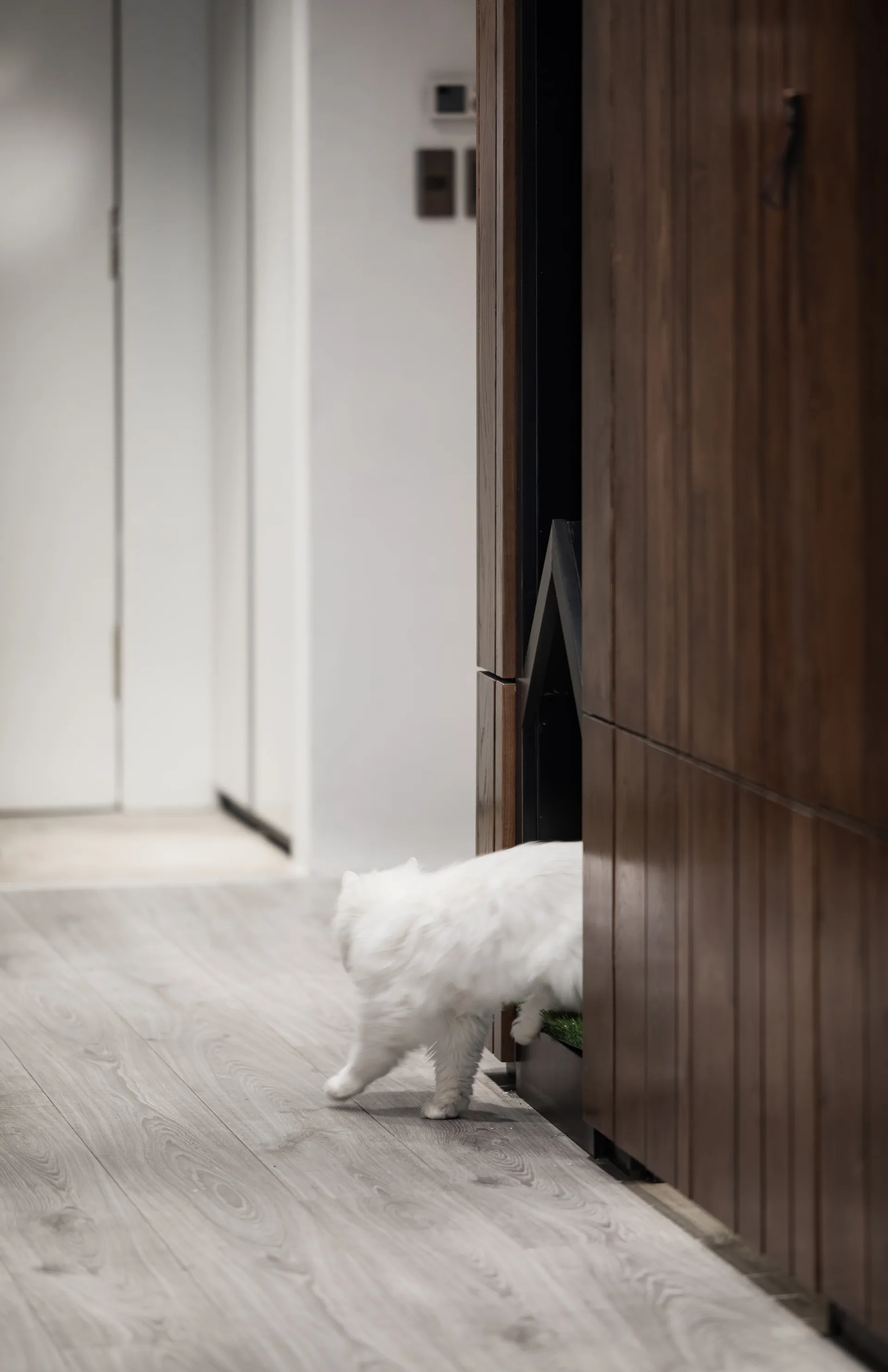 A fluffy white cat enters a triangular opening built into a dark wood panel wall cabinet.