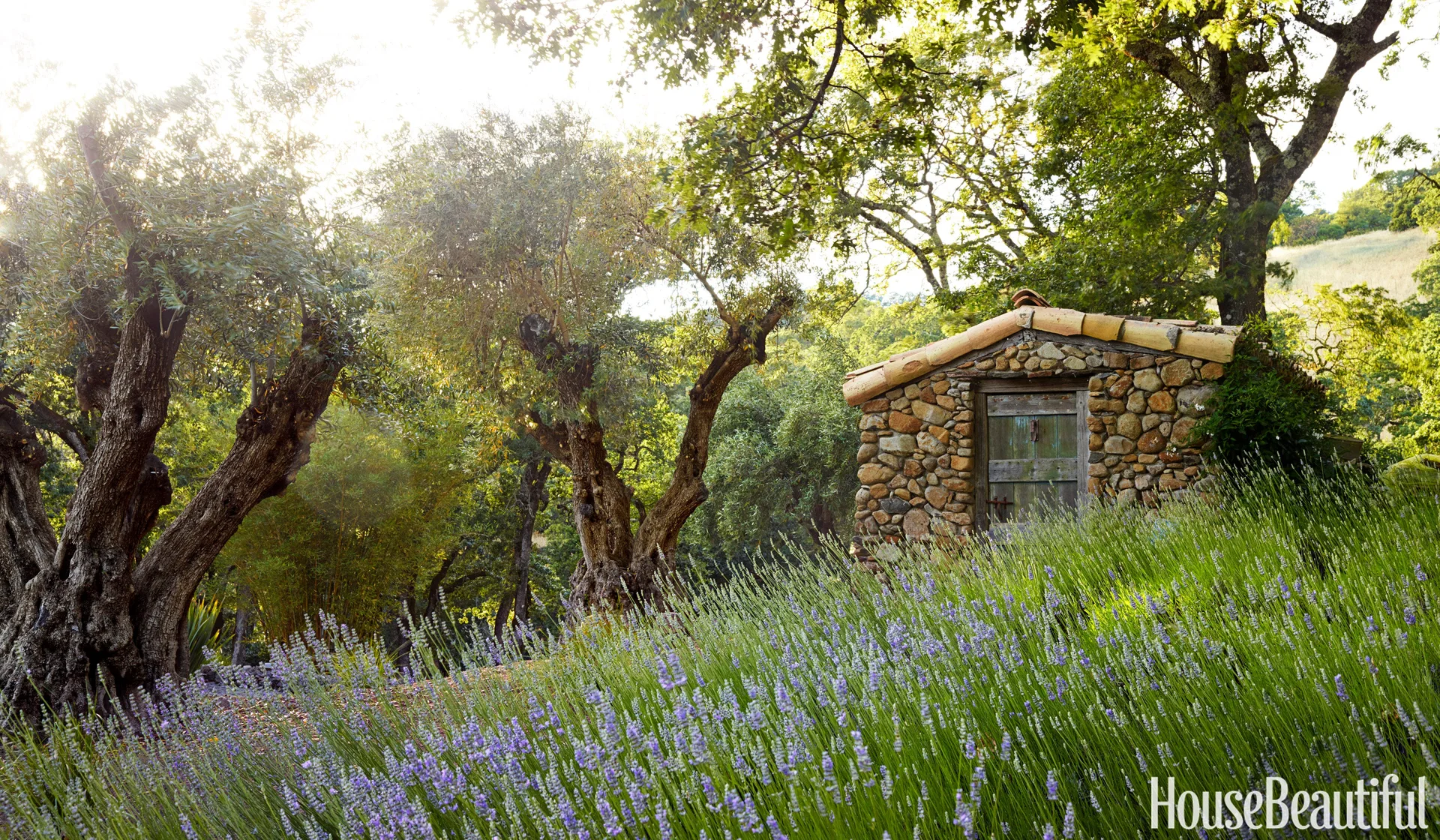 A small rustic stone shed with a weathered green wooden door sits in a sloping field of purple lavender surrounded by leafy trees.