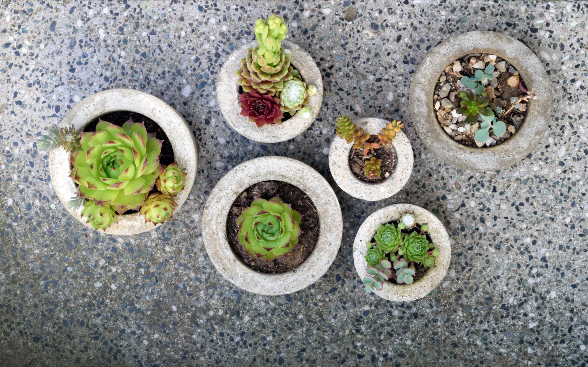 An overhead view of six small round stone planters filled with various green succulents on a speckled concrete surface.