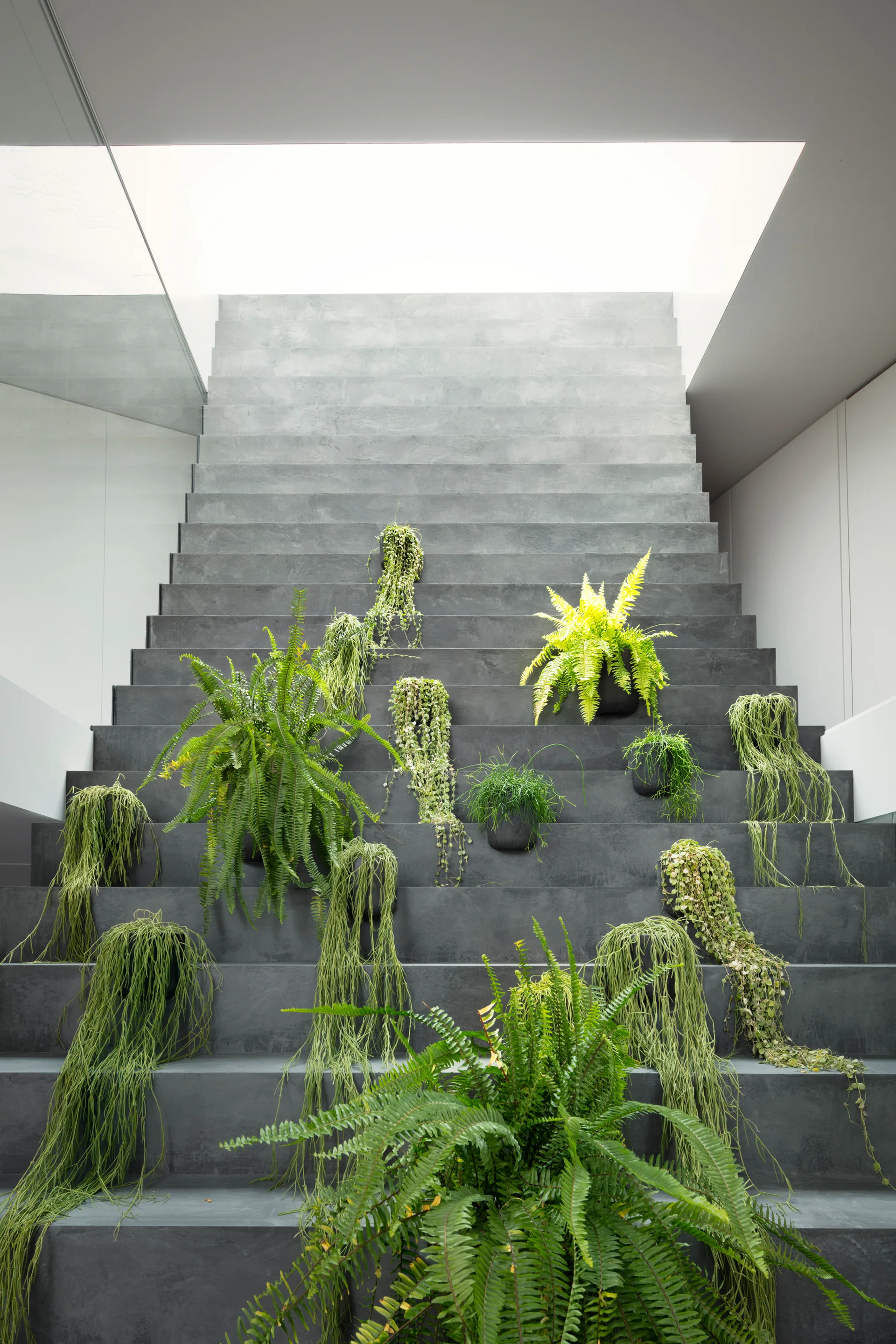 A gray concrete staircase features multiple potted green plants with cascading foliage on the steps beneath a bright overhead skylight.