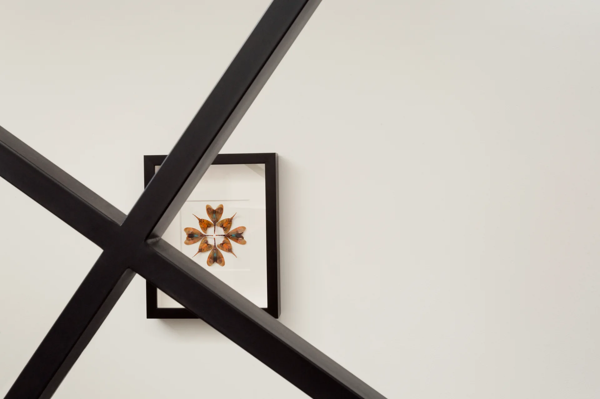 A black framed insect specimen hangs on a plain white wall, partially obscured by black metal cross beams in the foreground.