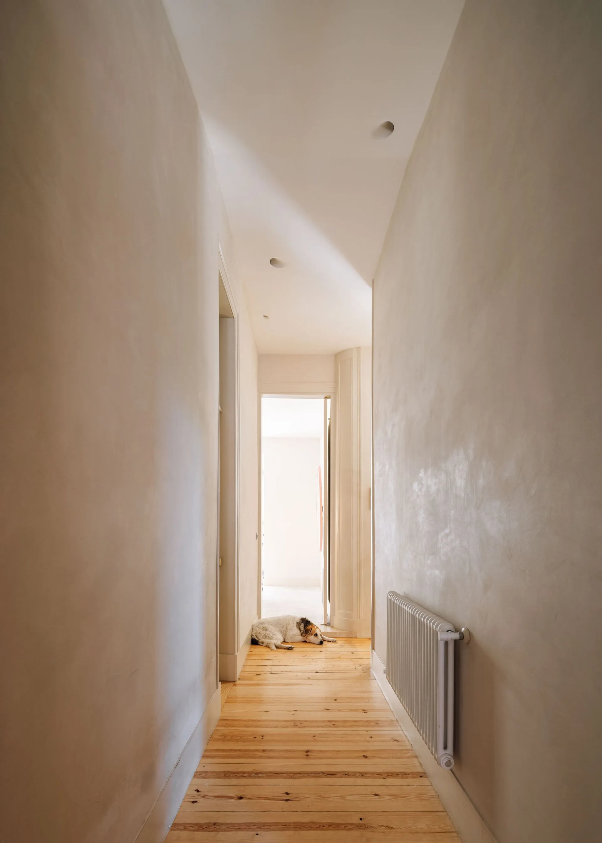 A narrow minimalist hallway features matte beige walls, light wood plank flooring, a white wall-mounted radiator, and a dog resting at the far end.