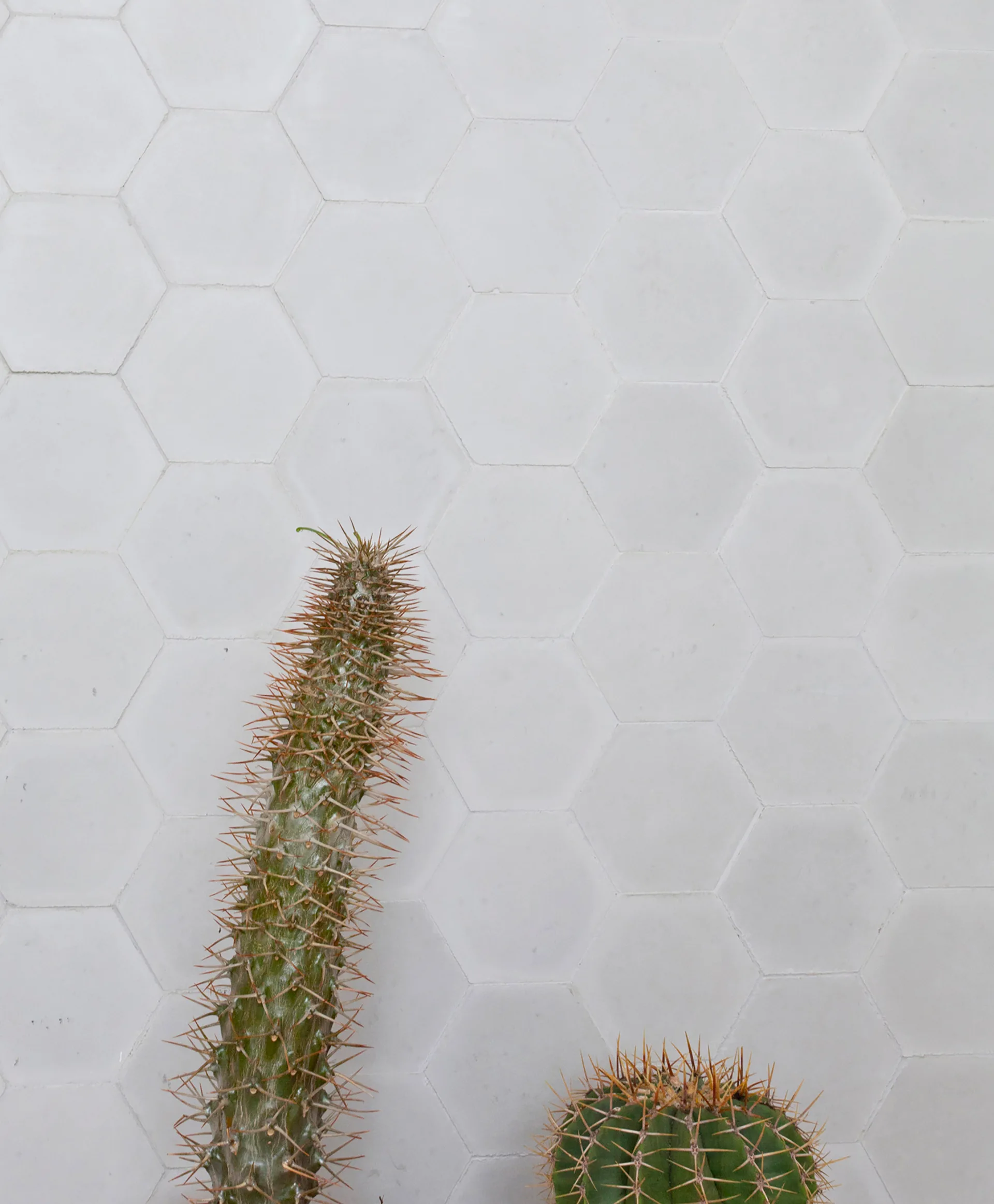 Two green cacti with sharp brown needles stand in front of a white tiled wall featuring a clean hexagonal honeycomb pattern.