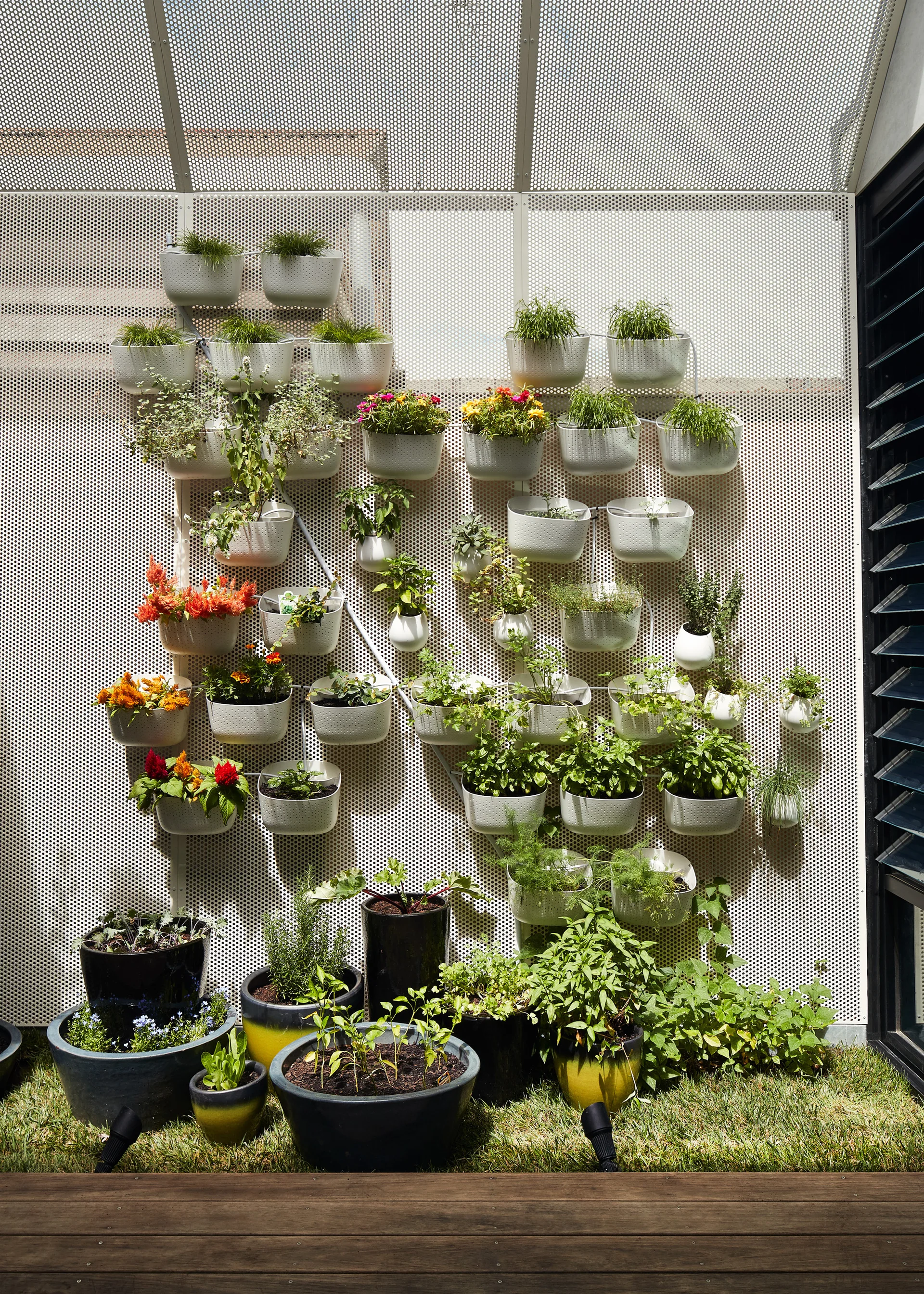 A vertical garden featuring small white planters mounted on a white perforated metal screen above a wooden deck with dark container pots.