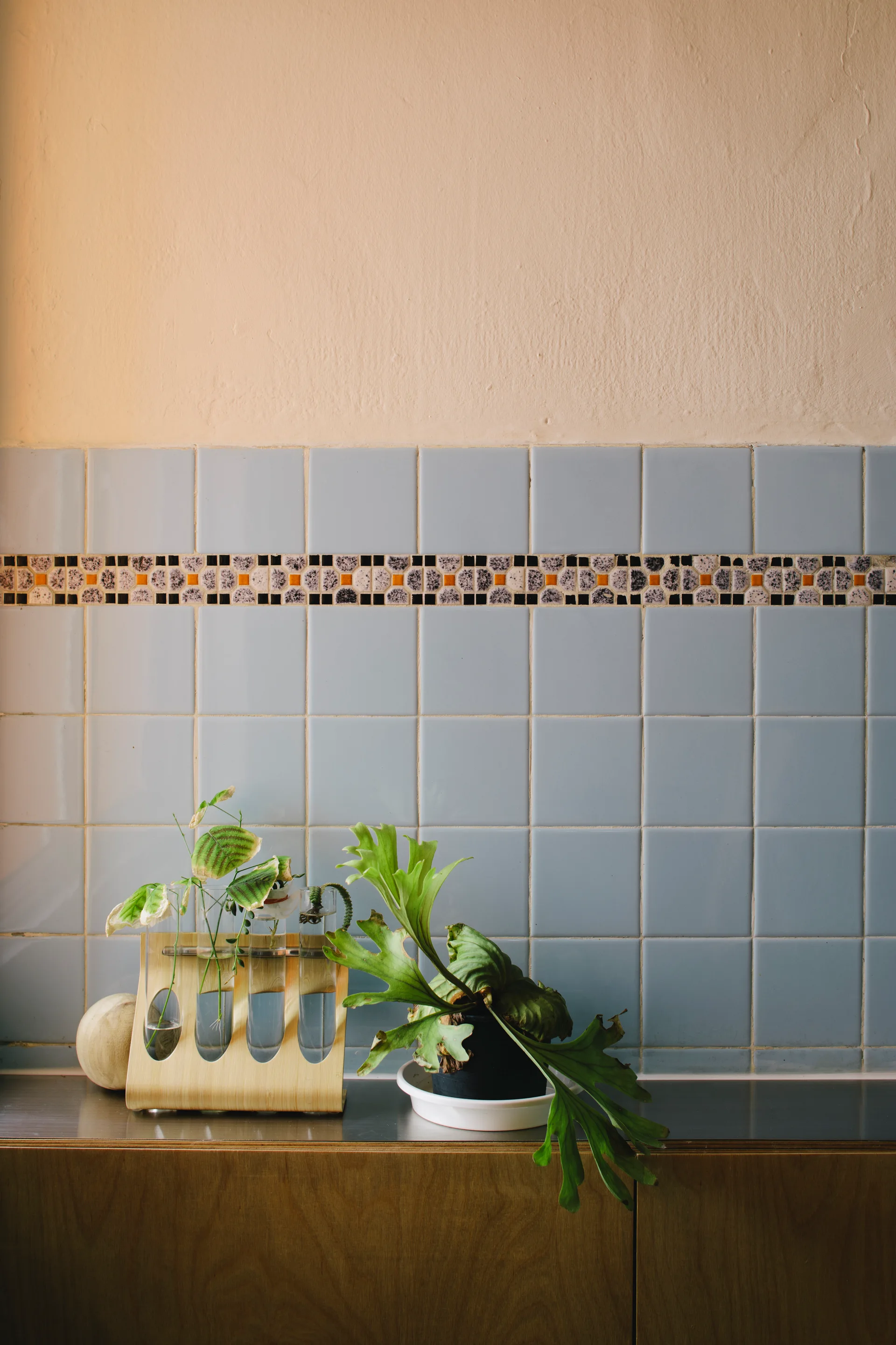A kitchen counter features a wooden propagation station and a staghorn fern against a light blue tiled backsplash with a decorative mosaic border.