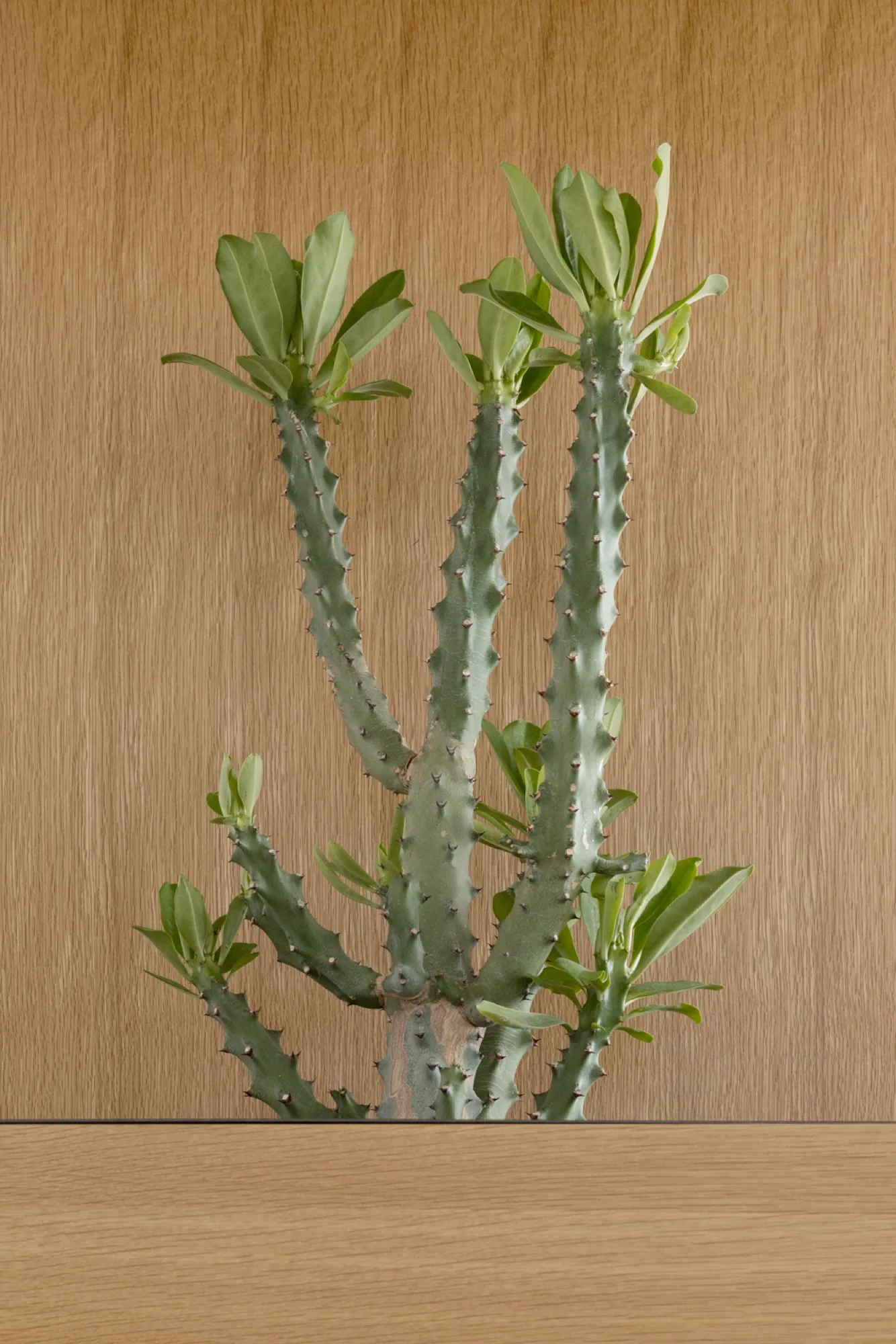 A tall green succulent plant sits behind a light wood shelf against a background of vertical-grain wood paneling.